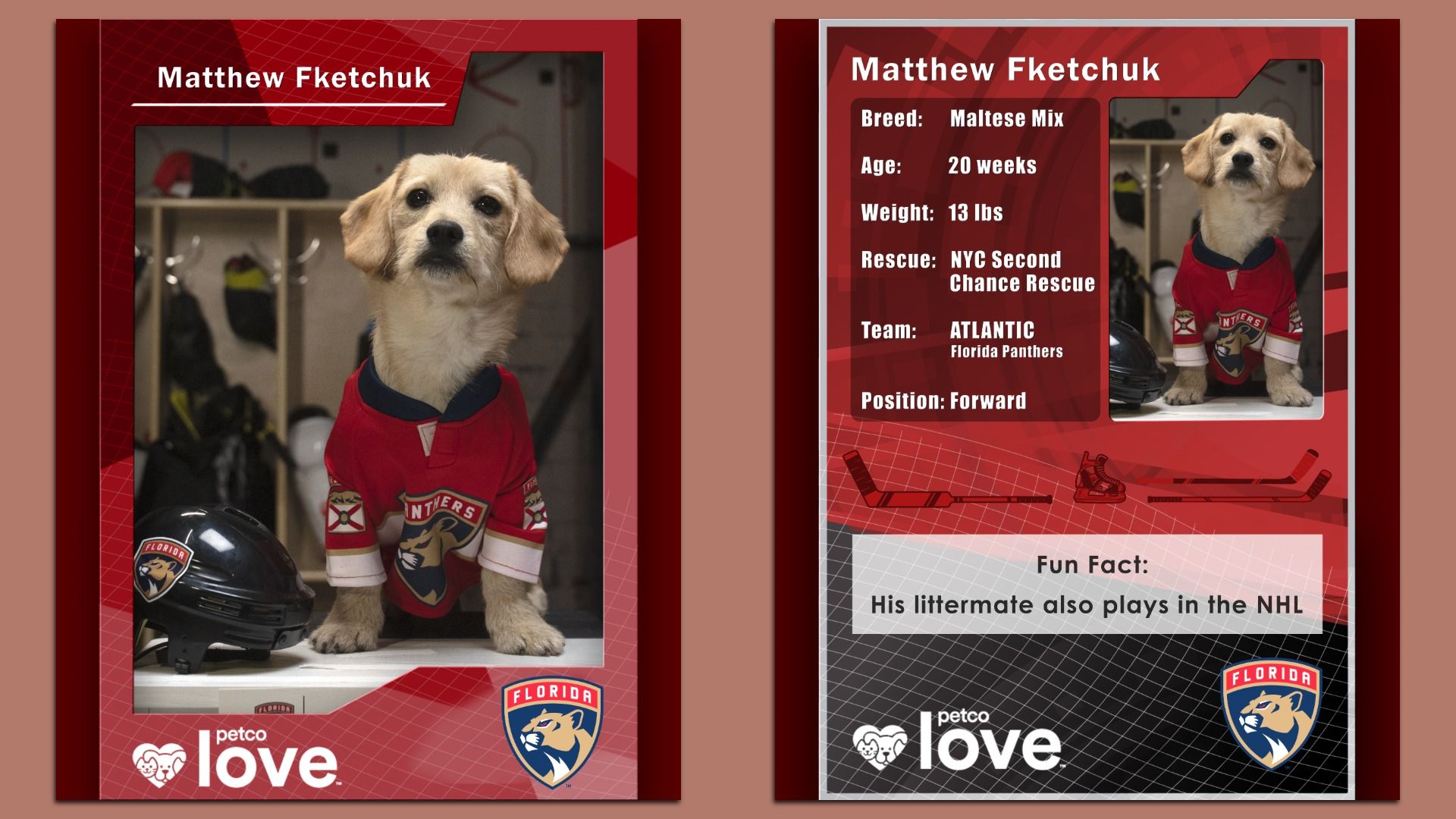 A dog playing in the Stanley Cup