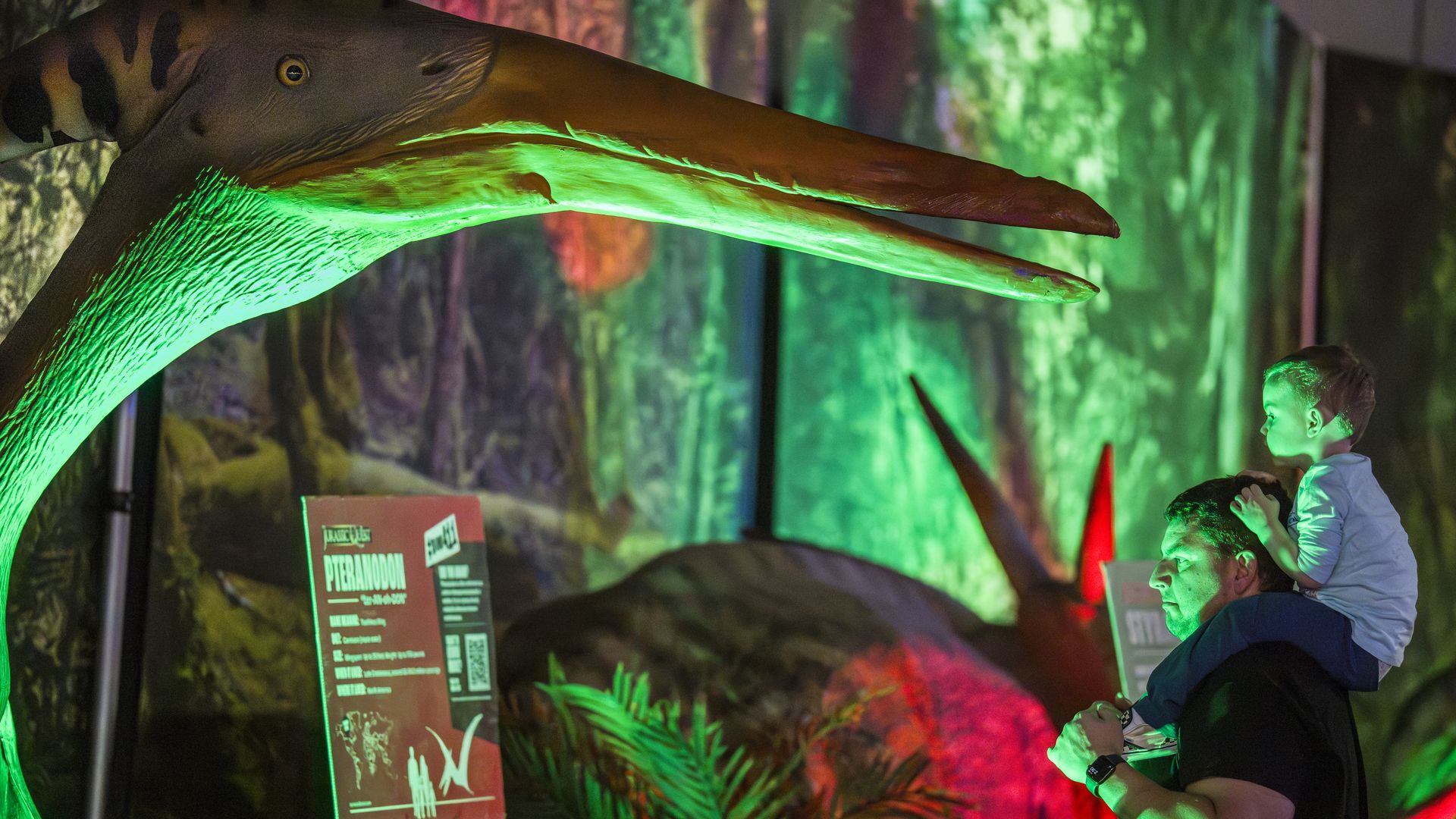 A toddler sits on his father's shoulders to look at a life-size dinosaur at a Jurassic Quest exhibit with red and green glowing lights.