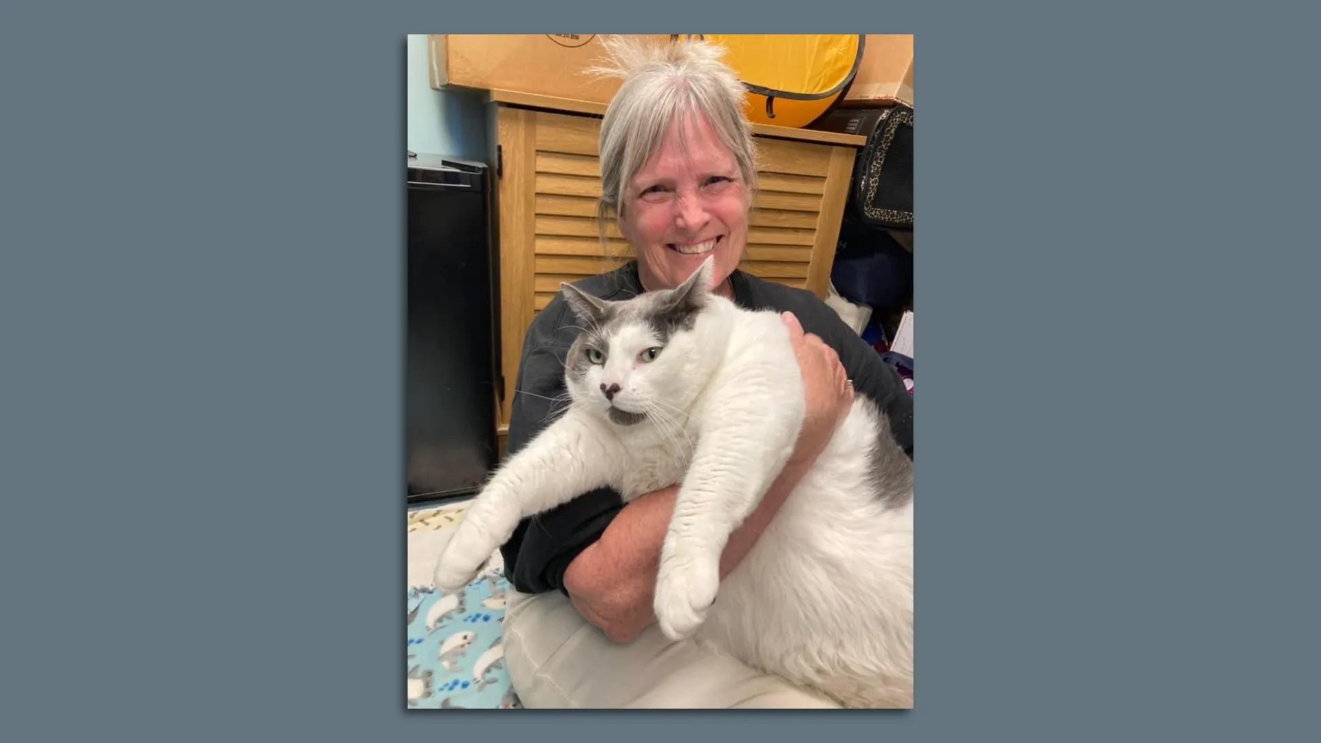 A woman holds a giant fat white cat 