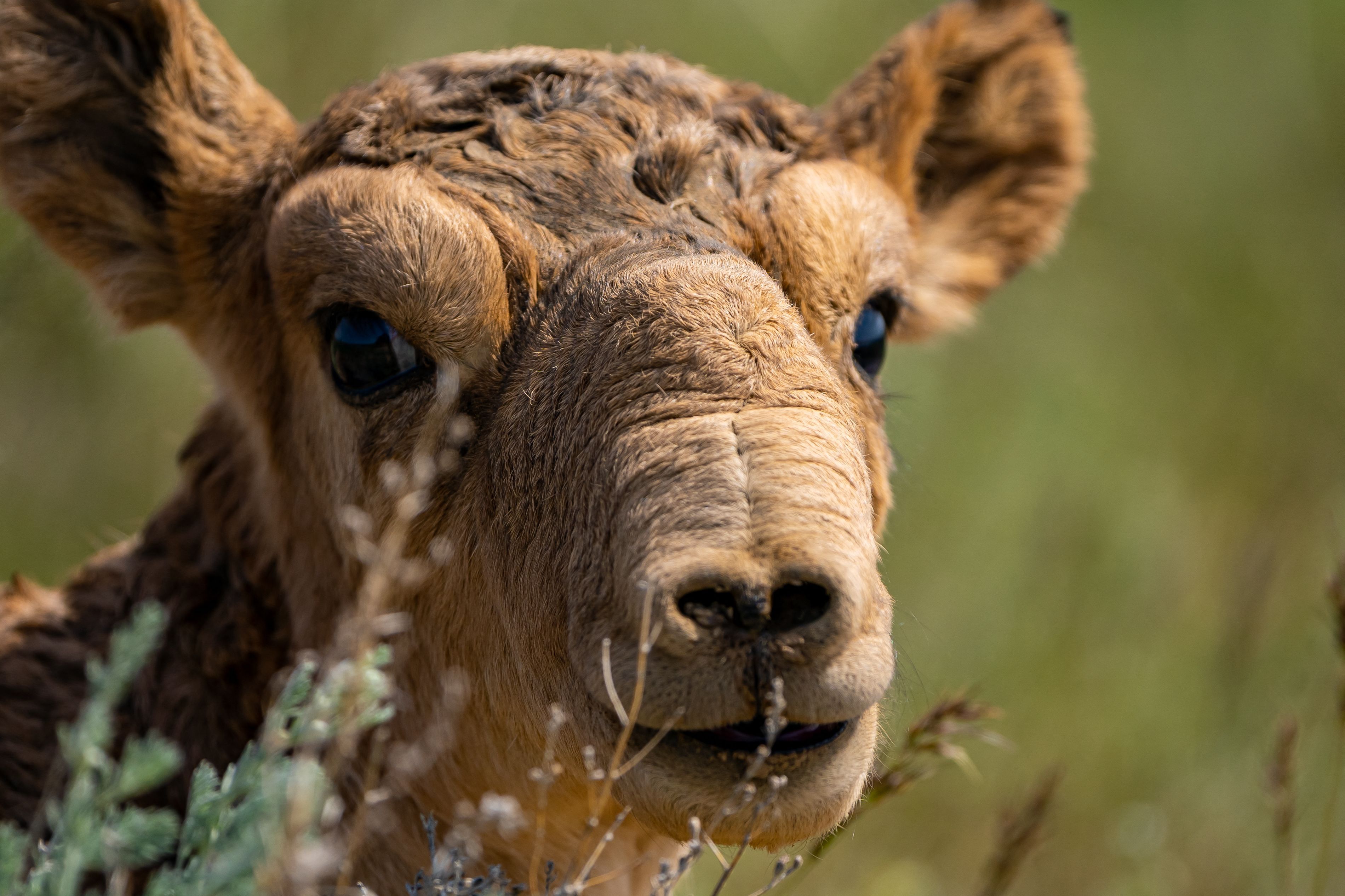 A newborn Saiga calf lies in the steppe on the border of Akmola and Kostanay regions of Kazakhstan on May 8, 2022. - In 2015, a nasal bacteria wiped out more than half of the worlds Saiga antelope population, spurring disturbing images of carcasses strewn across the vast steppe of Central Asia. But now the species is bouncing back, with Kazakh authorities hailing protective measures for a creature that survived the Ice Age. 