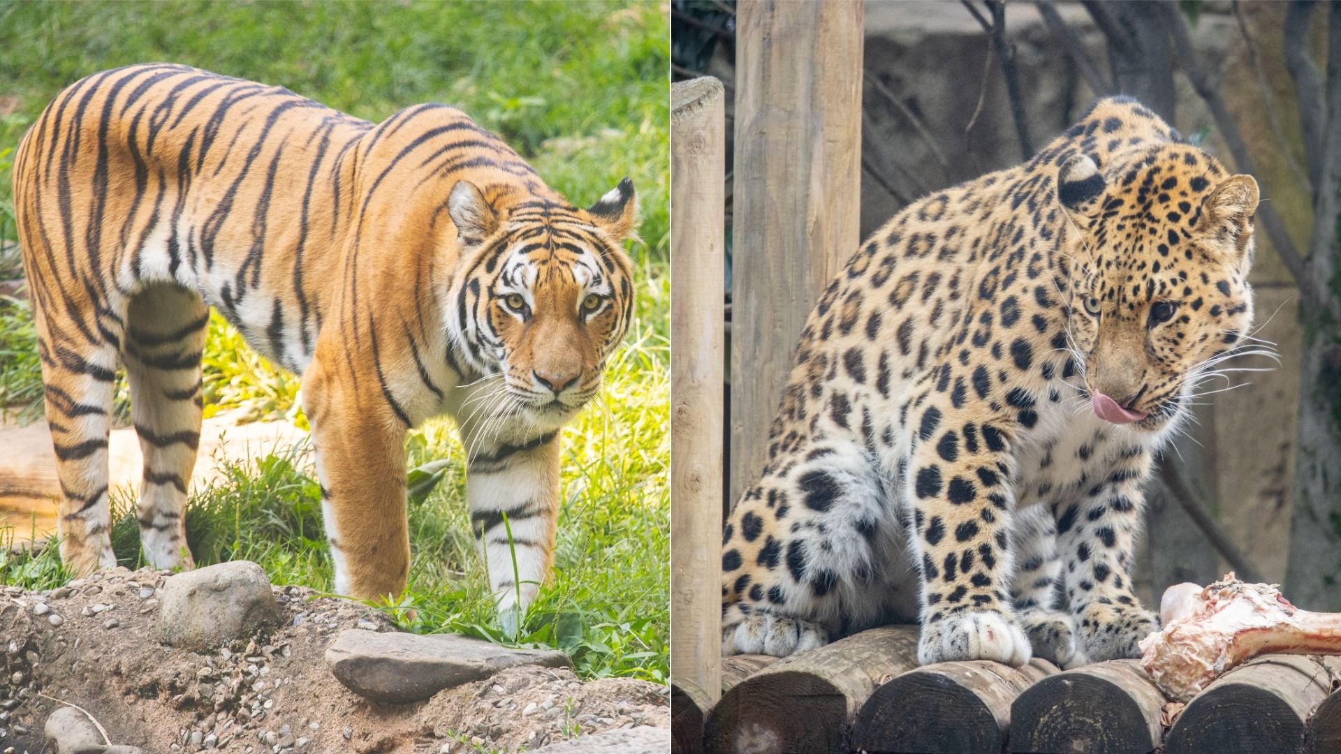 Side-by-side images of a tiger with orange and black stripes standing on grass and a leopard with black spots sitting on wooden logs licking its lips near a bone.
