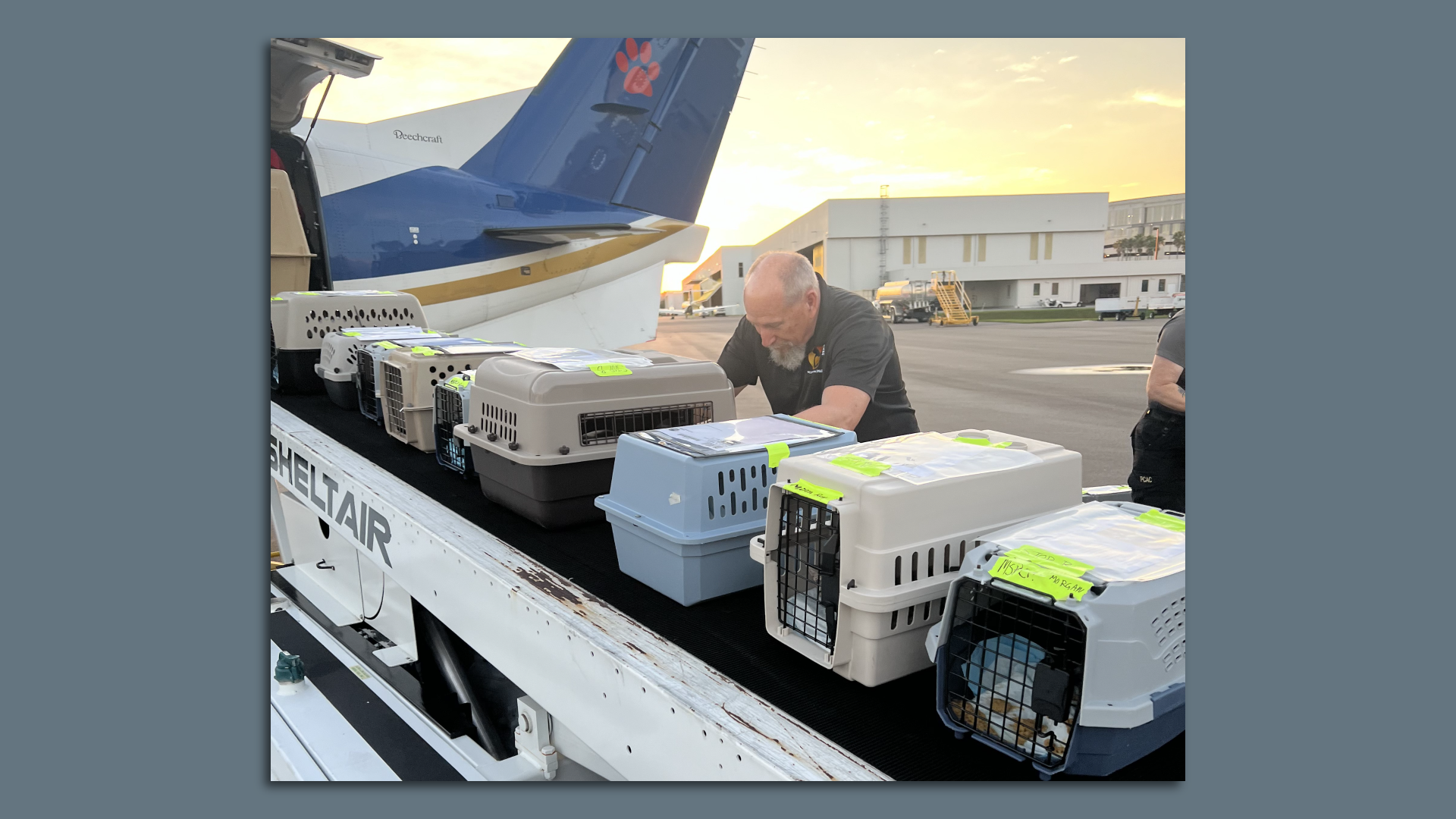 Cats are loaded on a plane