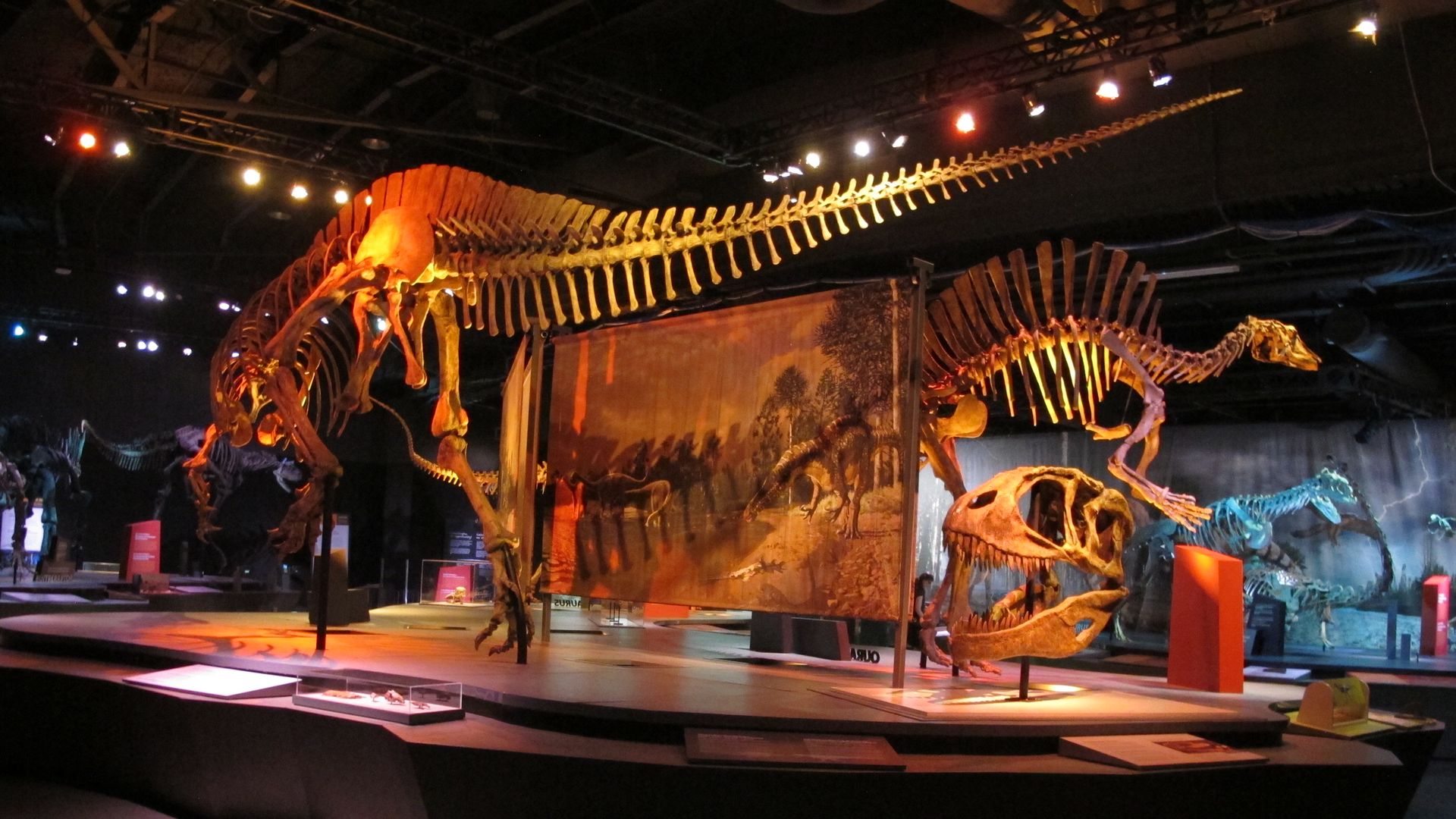 A dinosaur skeleton 