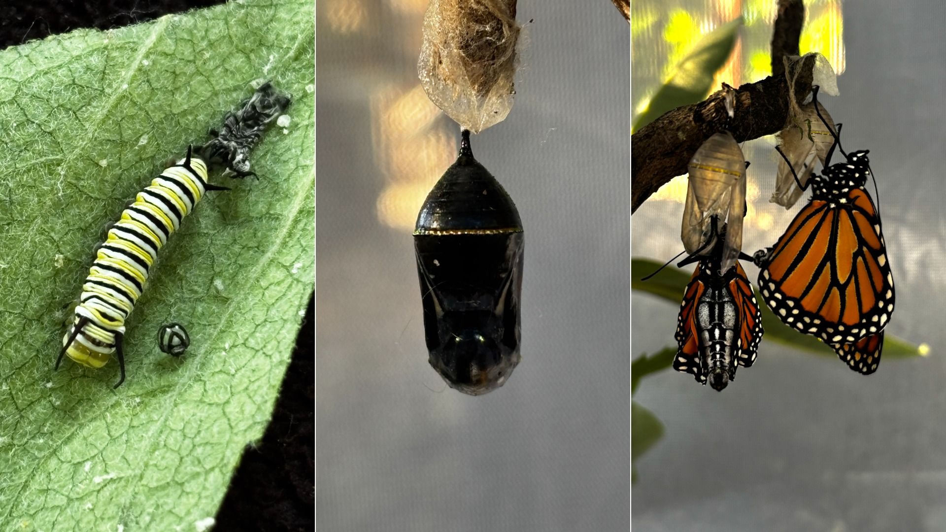 Three stages of a monarch butterfly life cycle: caterpillar on green leaf, black and gold chrysalis, and two orange and black butterflies emerging from chrysalises on a branch.