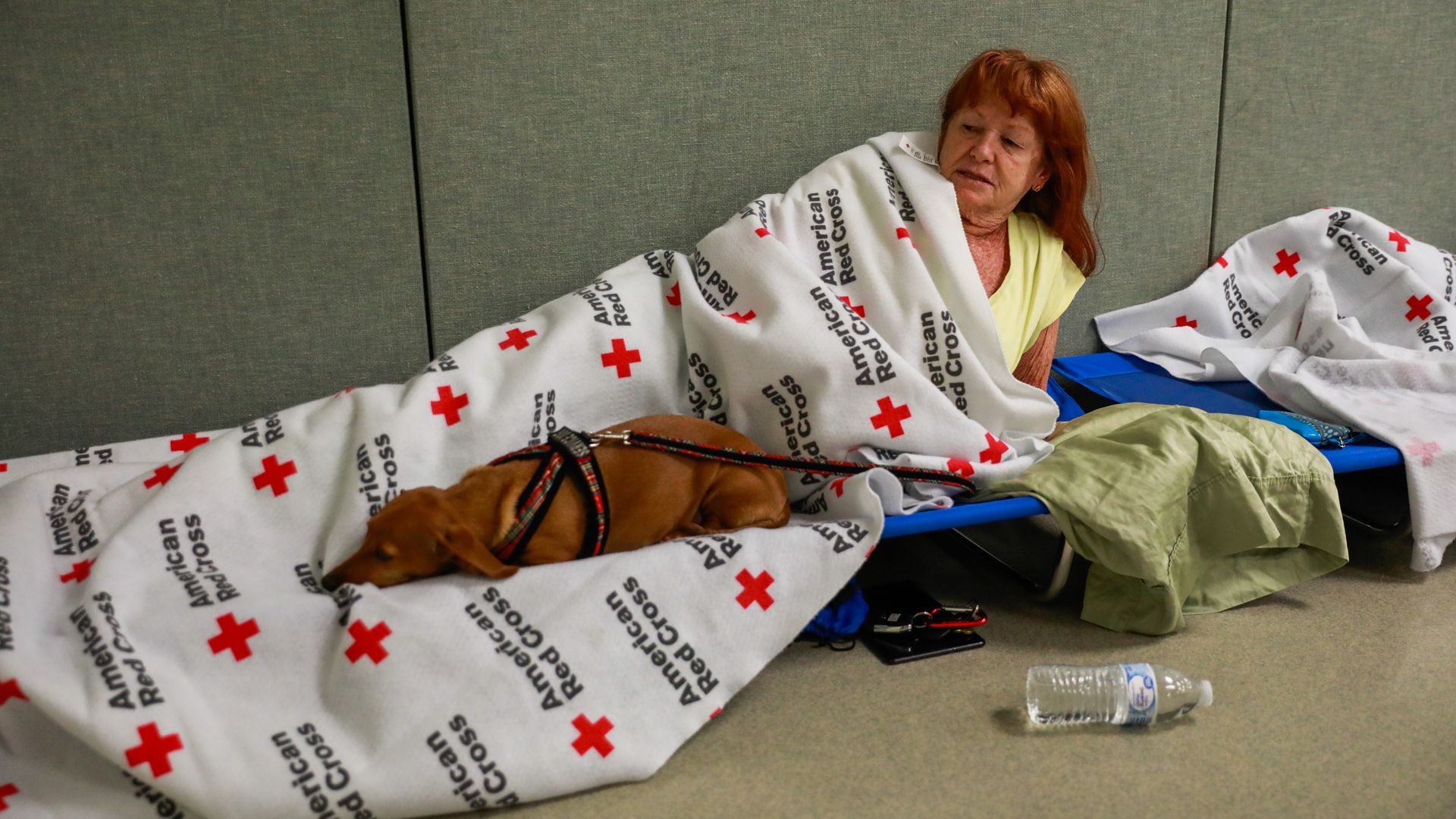 A person and a pup evacuated from a wildfire near Vacaville, California, taking refuge at a Red Cross shelter.