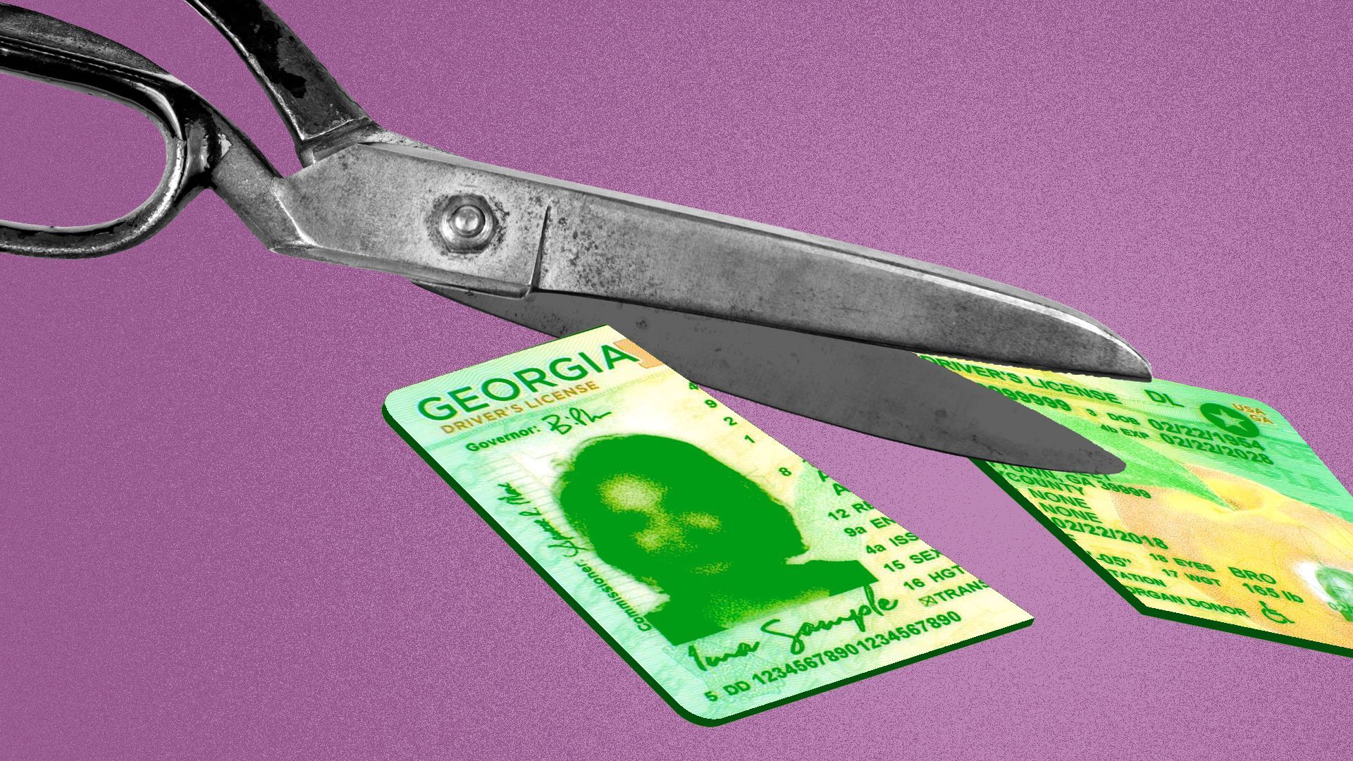 Illustration of a pair of scissors cutting a Georgia driver's license in two.