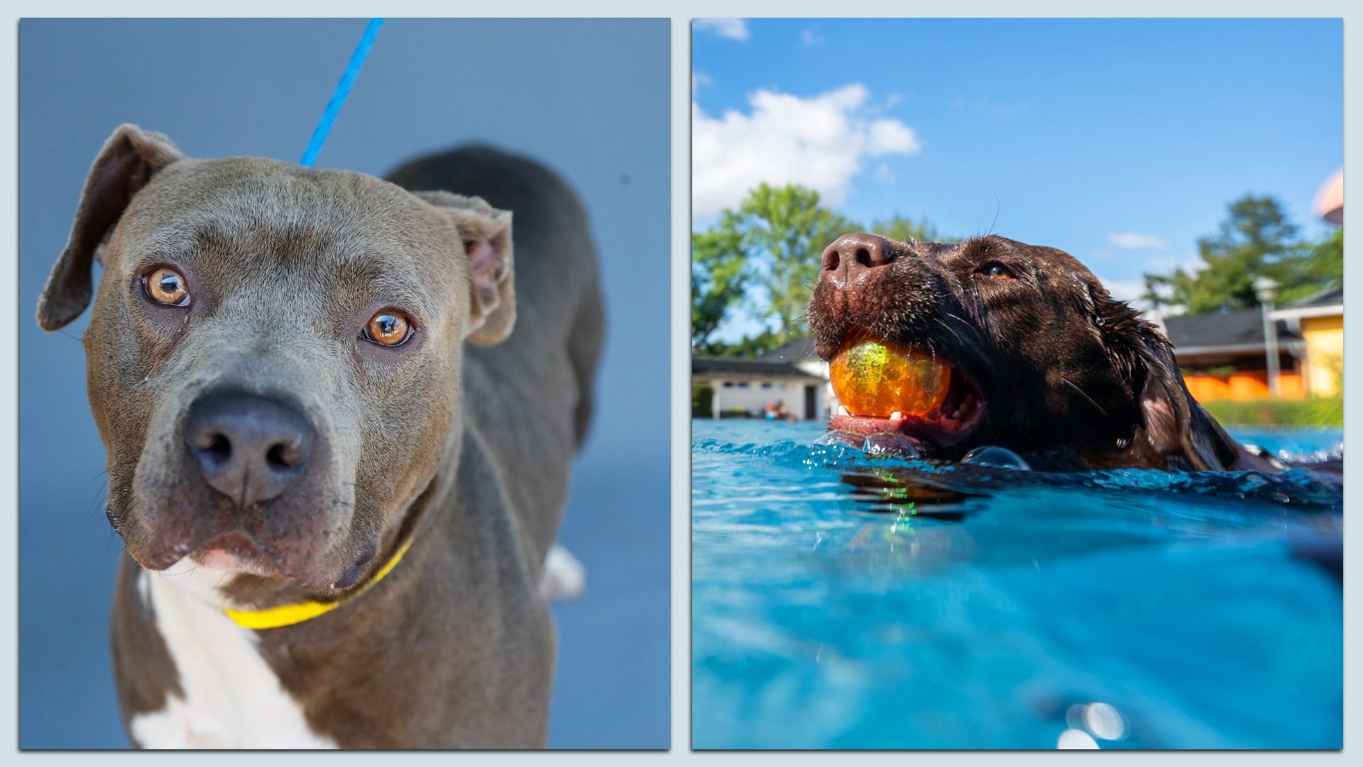 Two photos of the faces of each dog breed