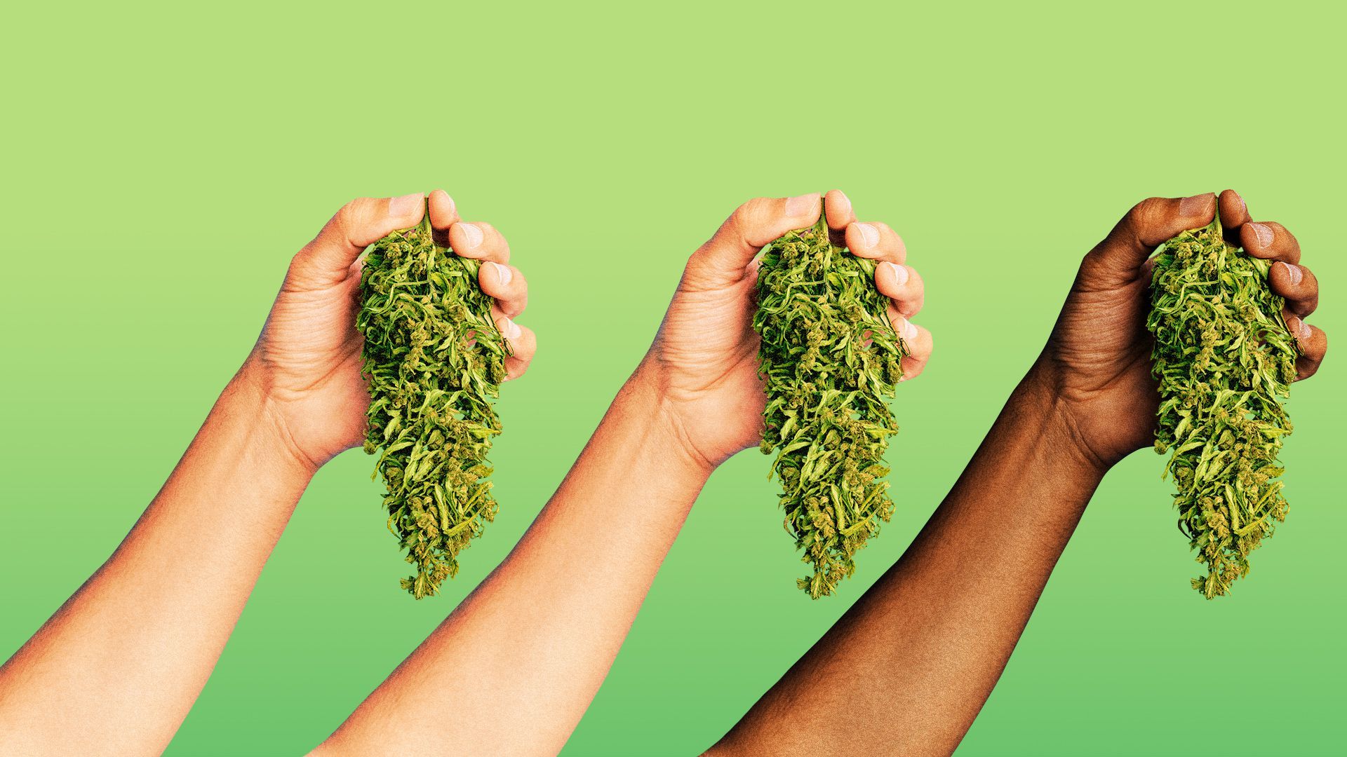 Illustration of three hands holding marijuana leaves, one hand belongs to a Black person.   