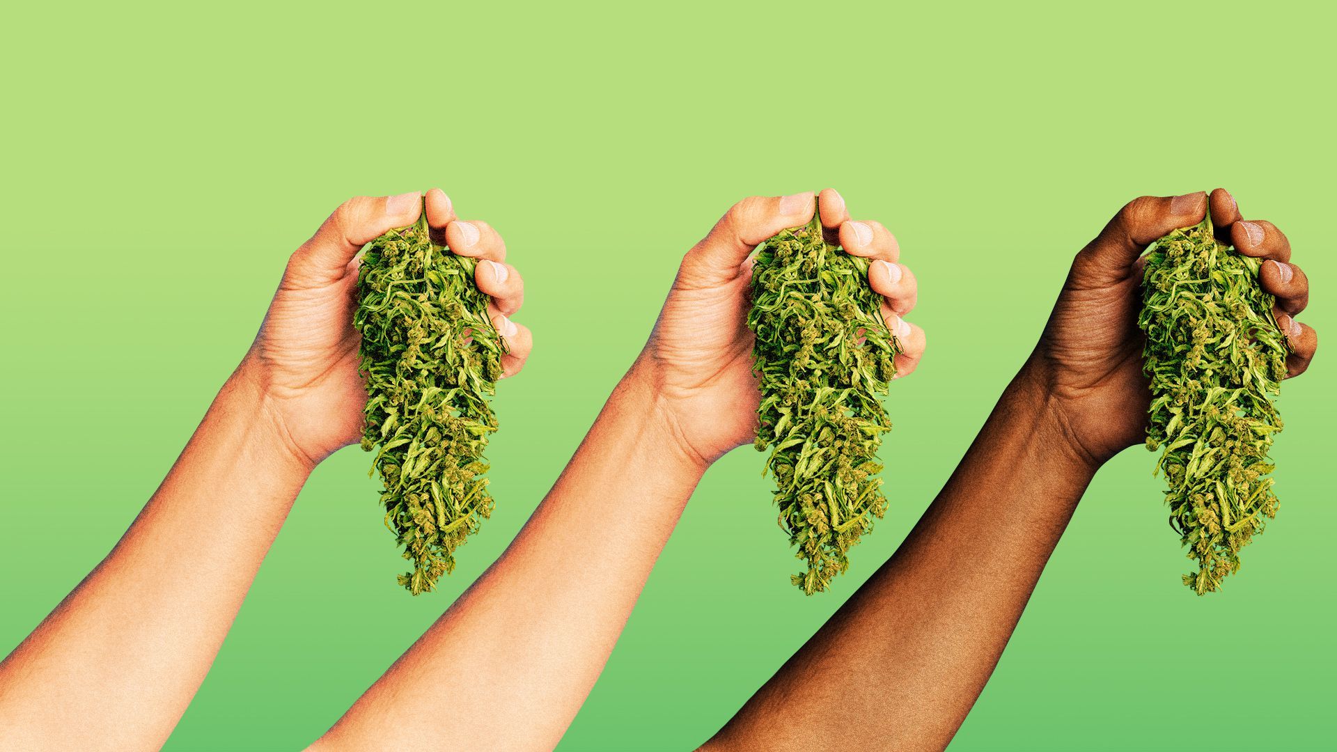 Illustration of three hands holding marijuana leaves, one hand belongs to a Black person.