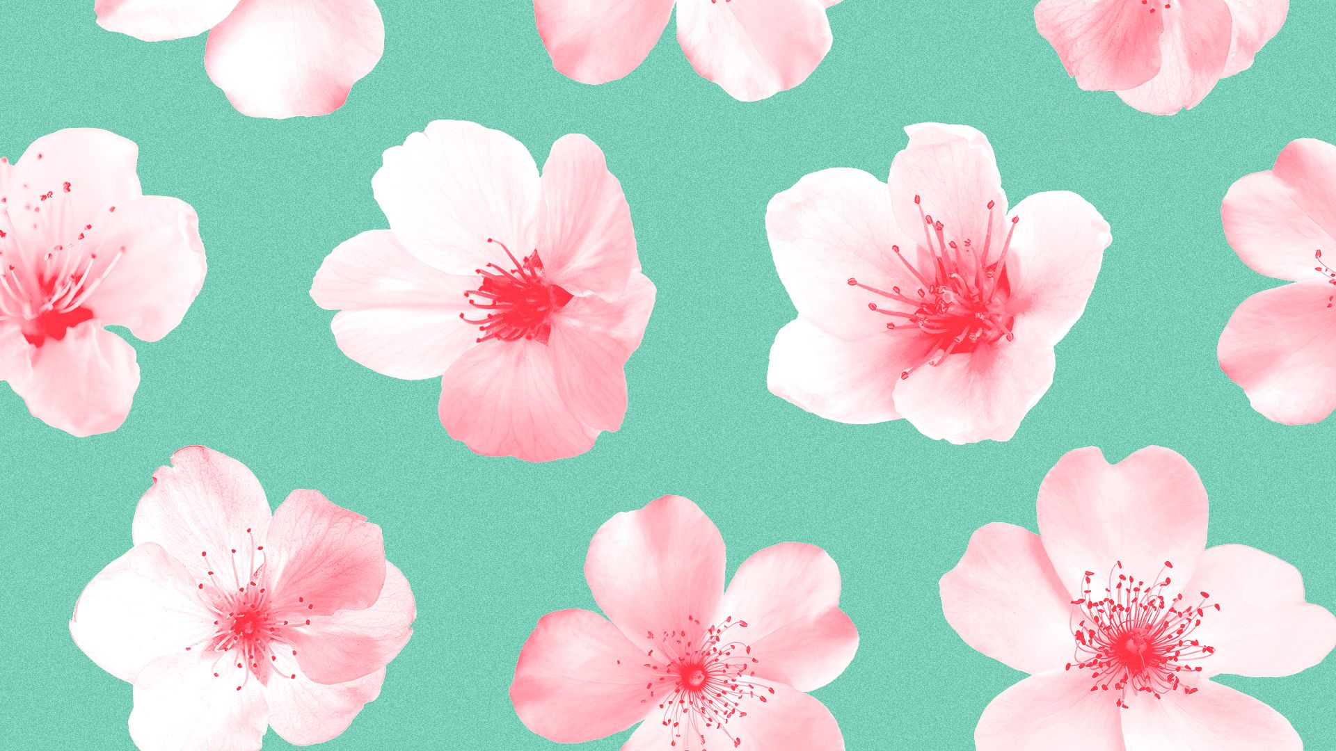 Illustration of a pattern of cherry blossoms.