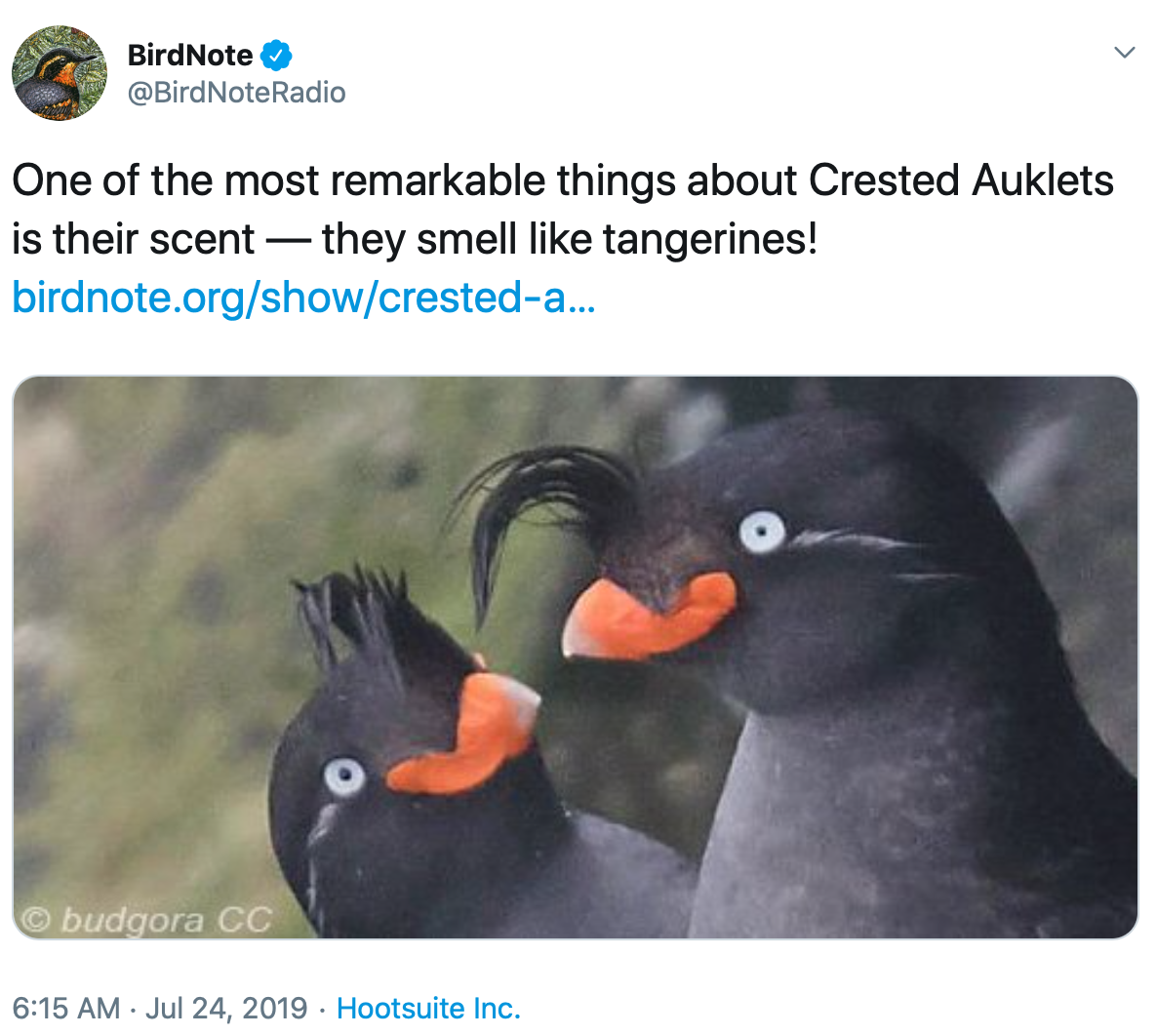 A pair of crested auklets