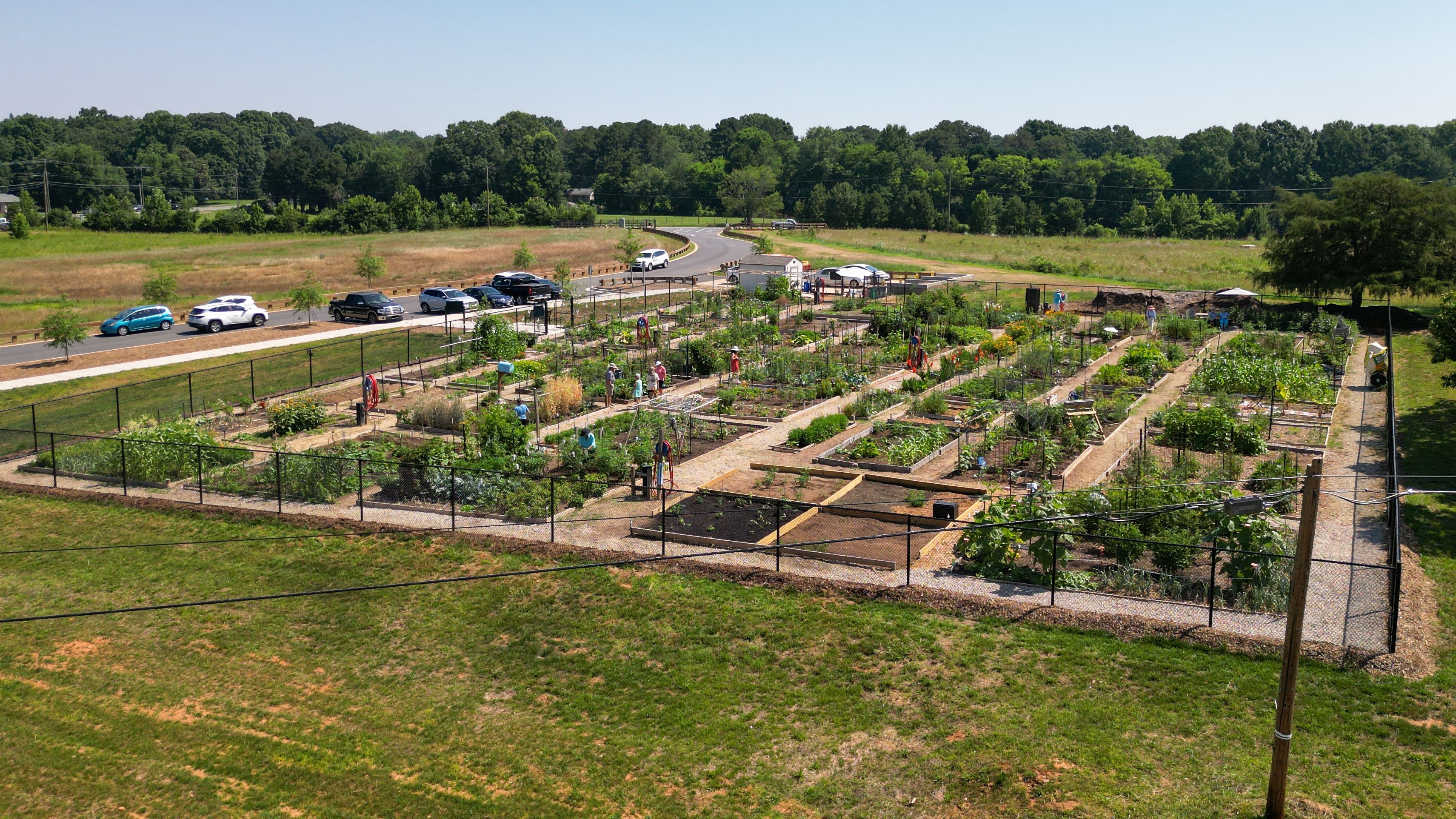 Wide view of a community garden with many raised beds and people tending plants. A road with parked cars runs along a fence; green fields and trees reach toward a clear blue sky.