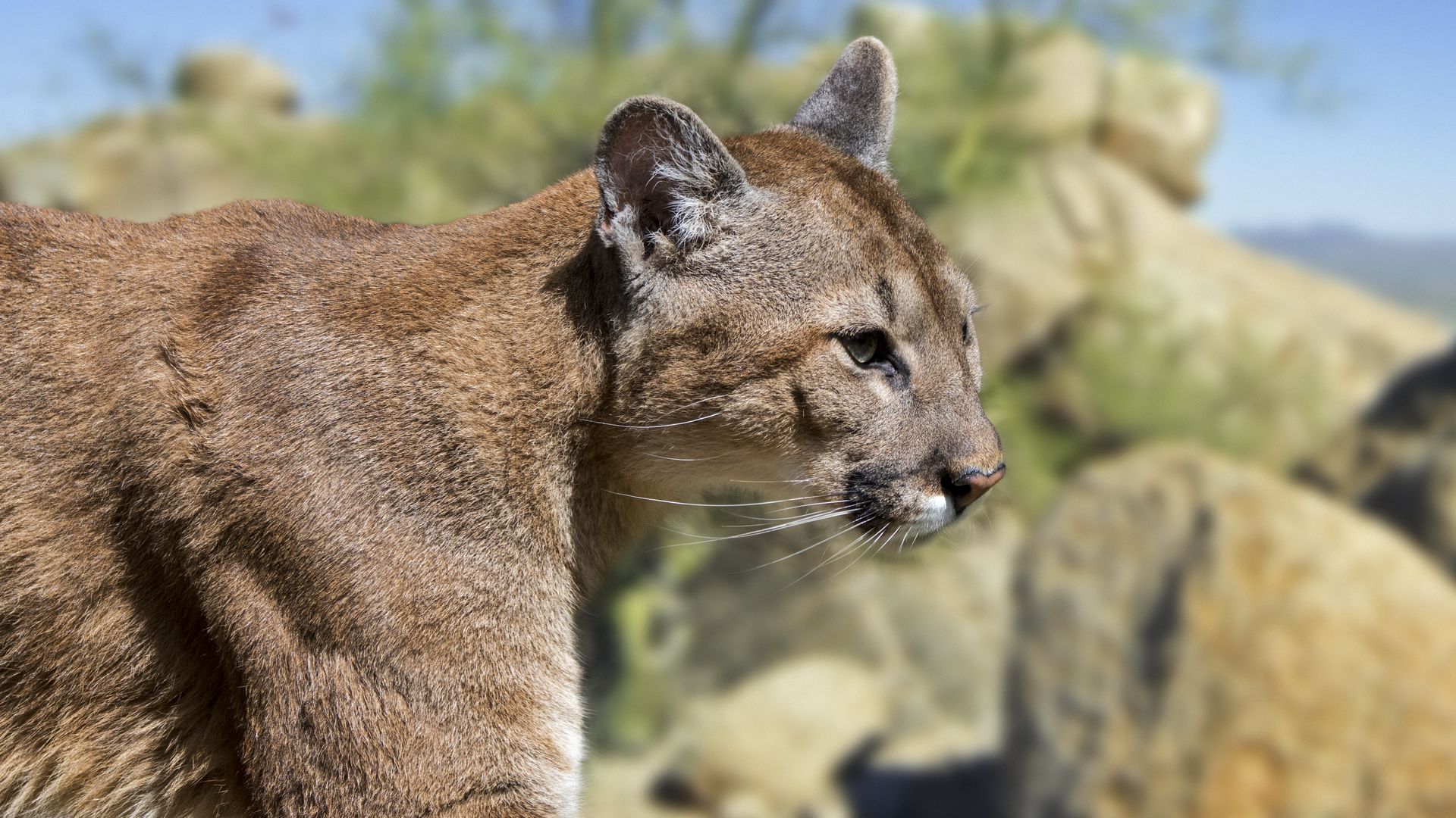 a close up portrait of a mountain lion standing outside.