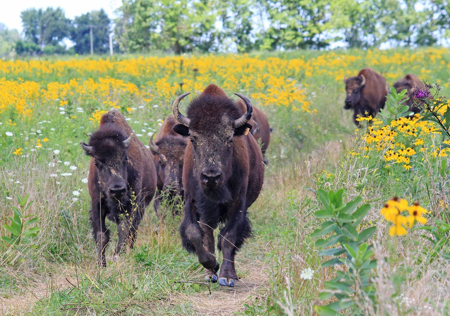Bison running toward the camera in a pasture filled with yellow flowers
