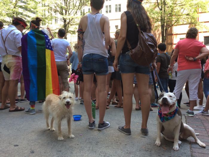 dogs at charlotte pride parade