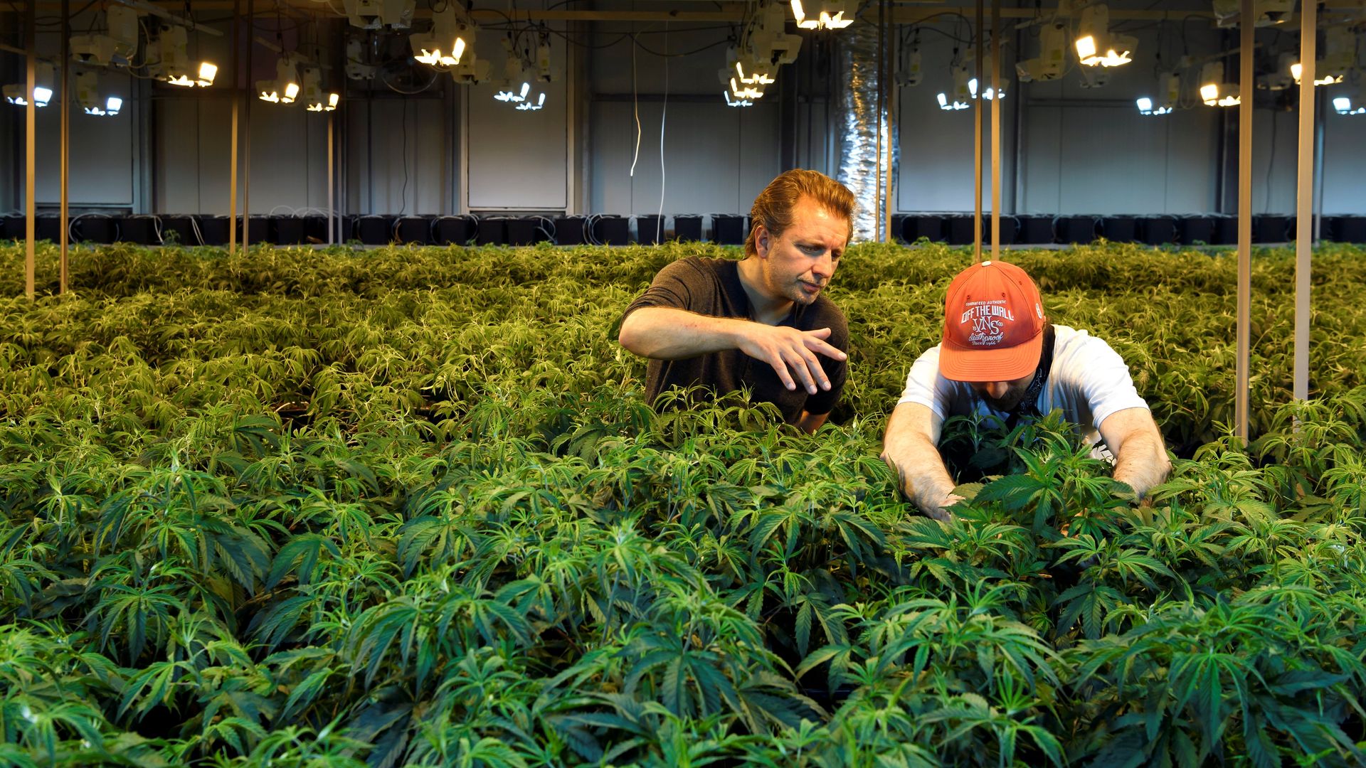Two people tend to marijuana plants in a large warehouse full of marijuana plants