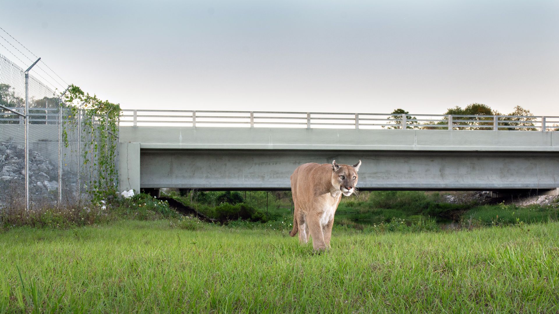 A Florida panther walks near a fence and highway.