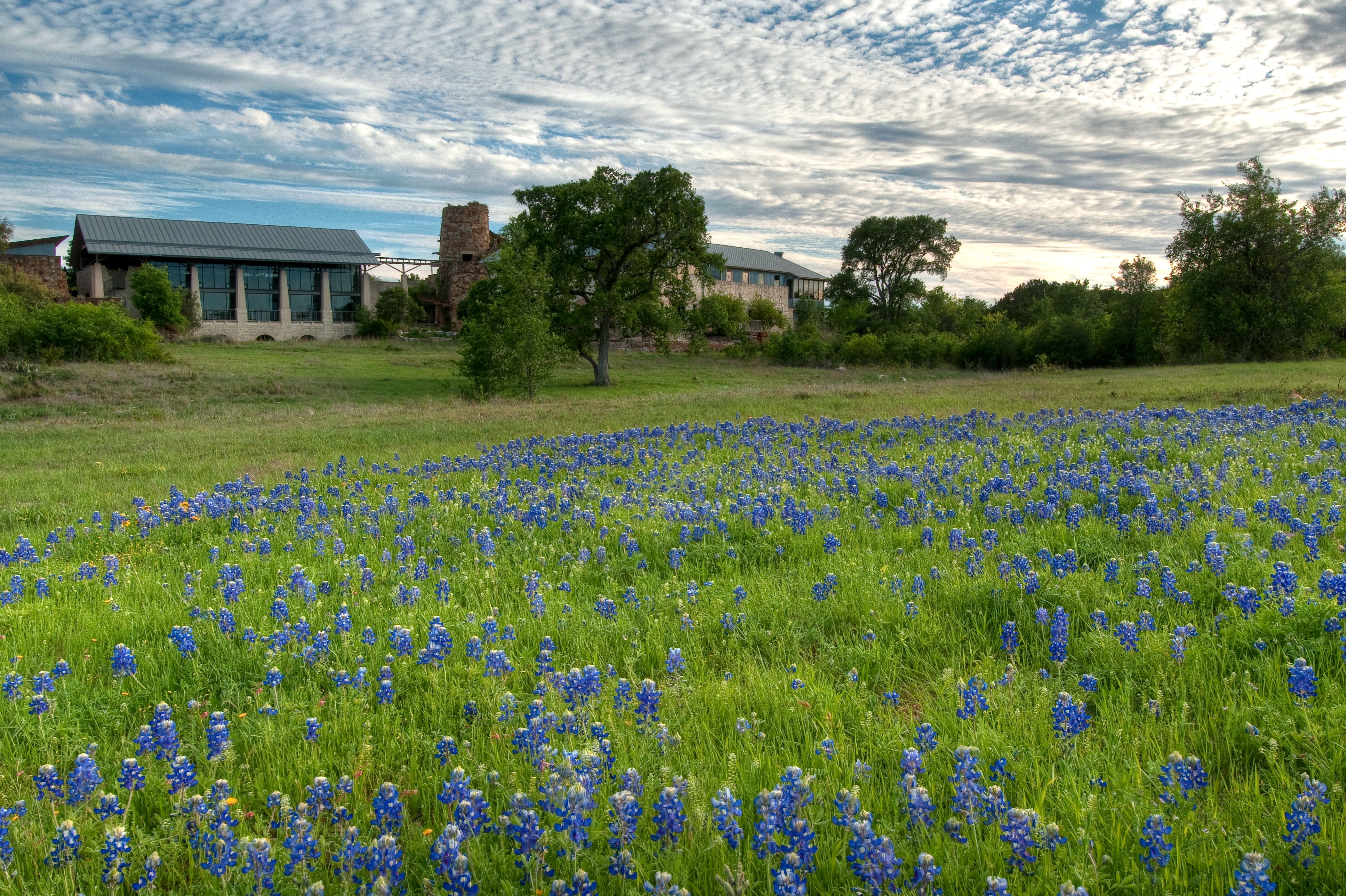 A photo of a field of flowers with buildings in the background.