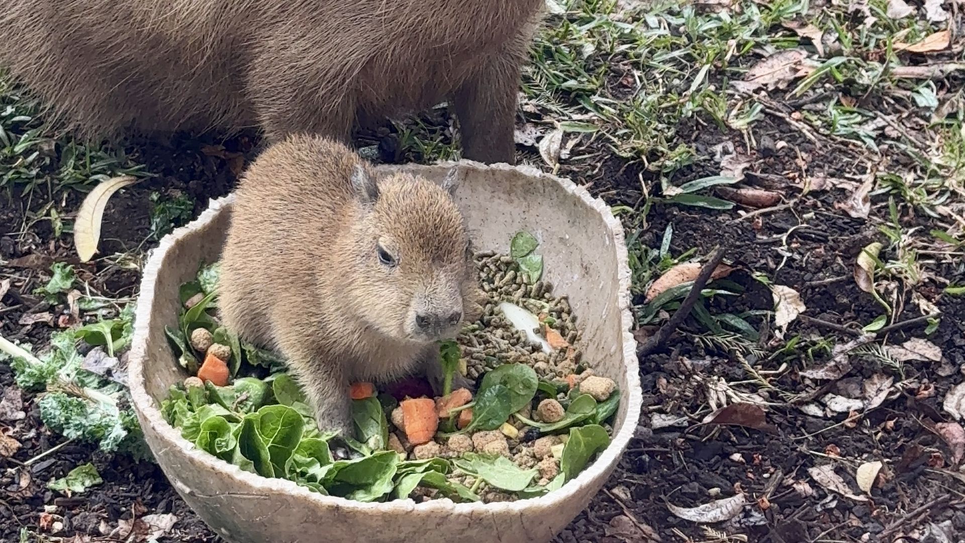 Tupi the capybara