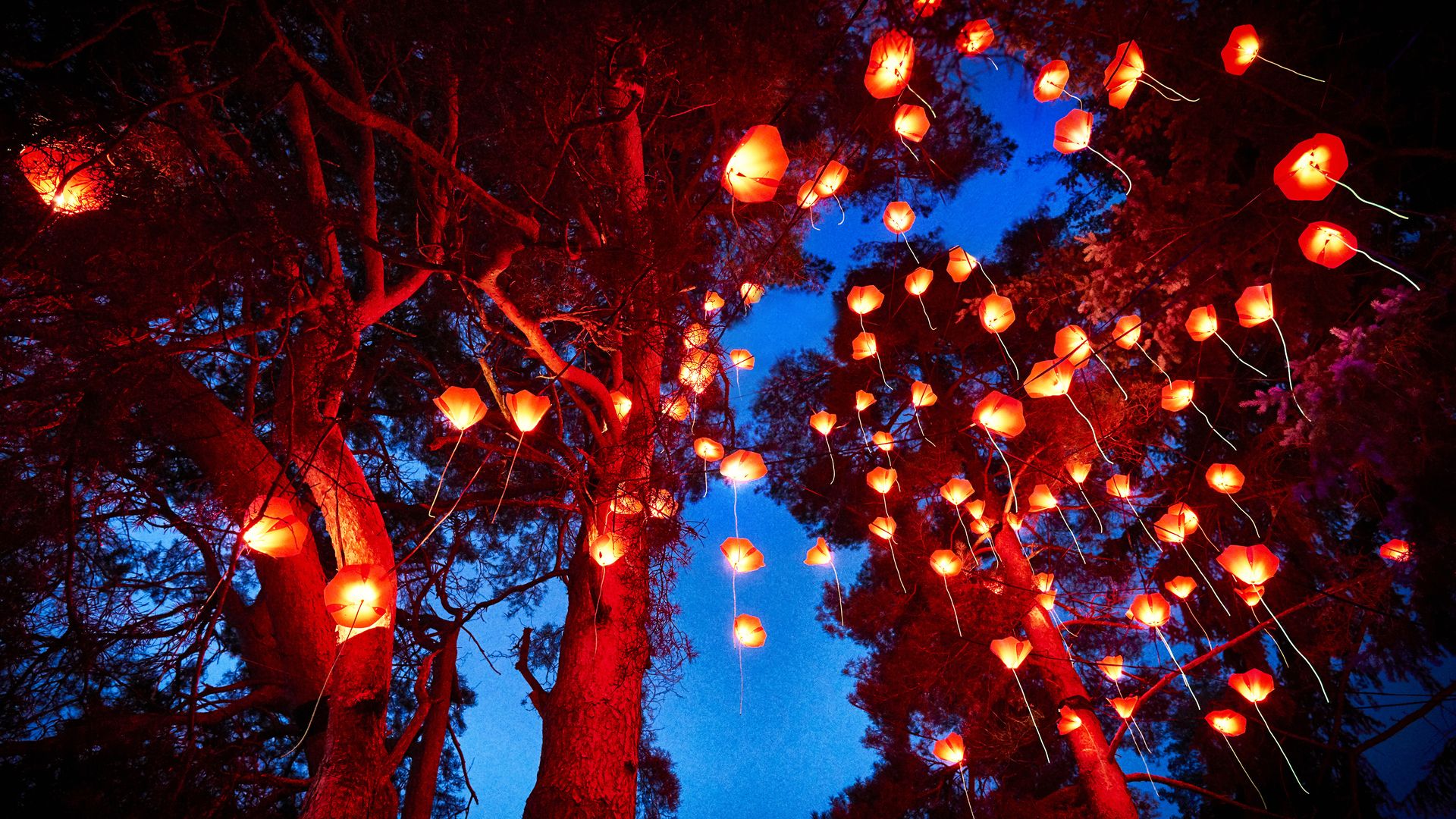 Dozens of large glowing orange California poppy lights hang from trees.