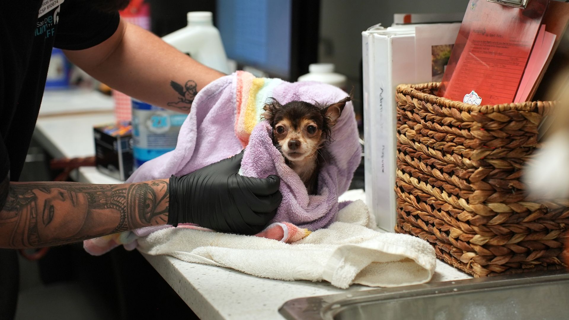 Tattooed vet tech in black gloves holds a small dog wrapped in a purple towel at a clinic counter; a red clipboard labeled "Admissions" and papers sit in a woven basket beside.