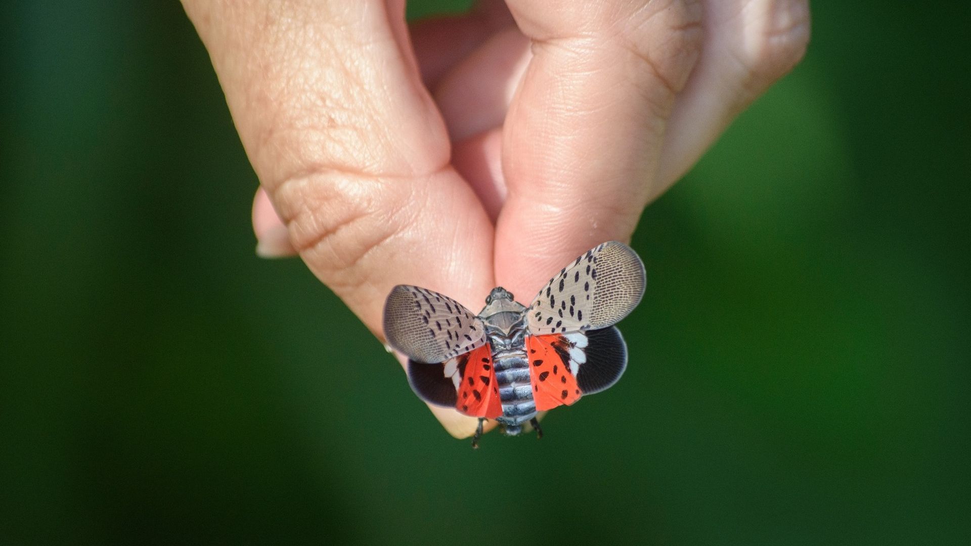 Close-up of a hand holding a spotted lanternfly.