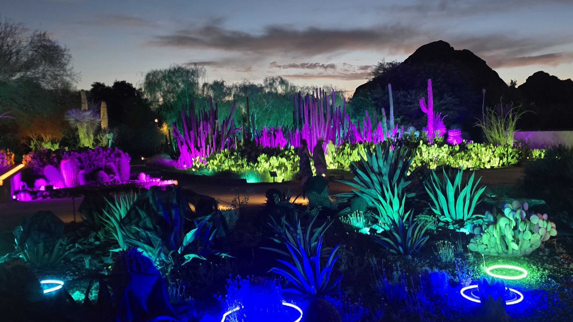 Desert garden at dusk, lit by neon colors. Cacti and succulents glow purple, green, and blue with circular ground lights; dark rock hills silhouette the background.