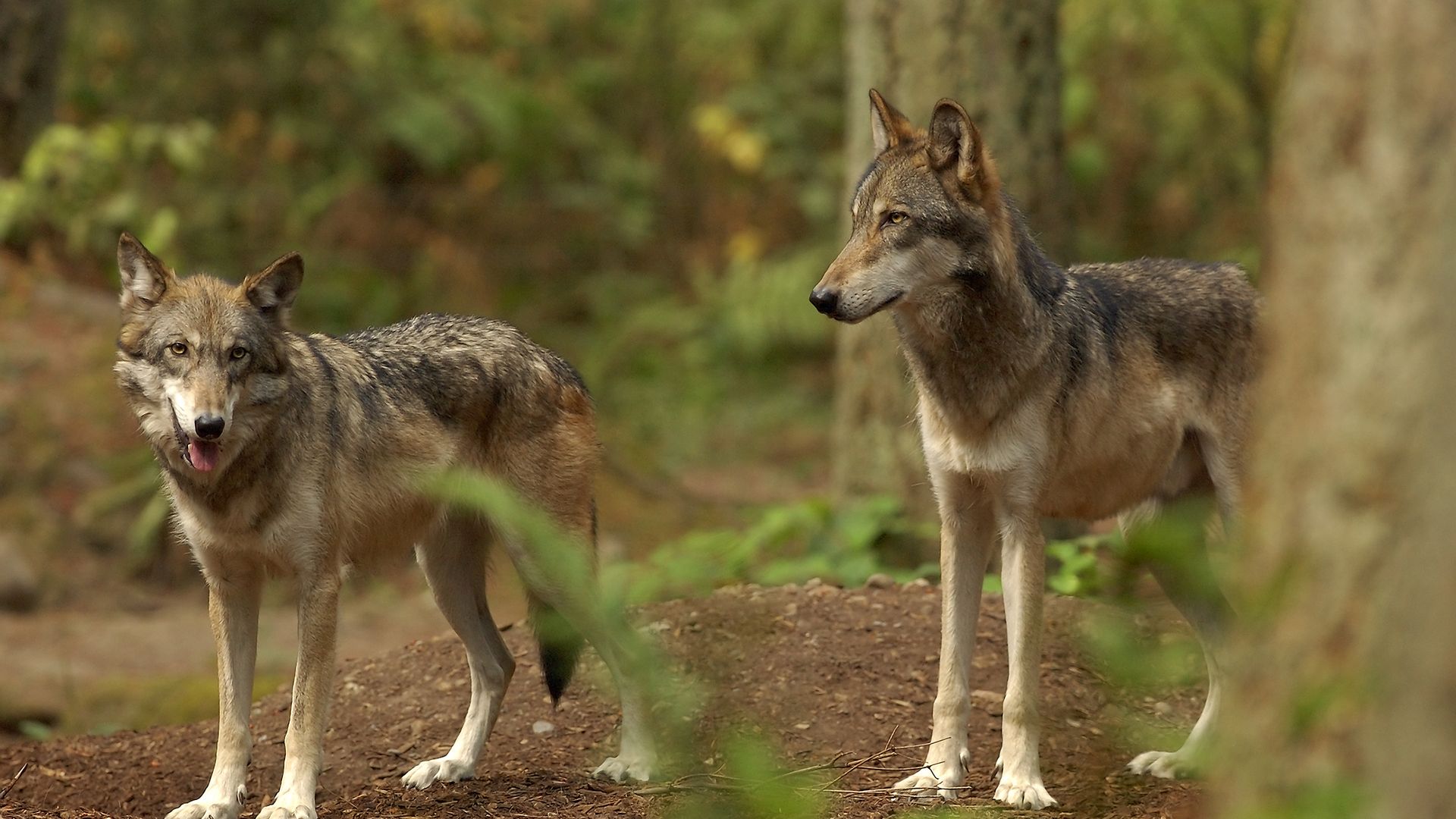 Two gray wolves are in a forest with one looking at the camera. 