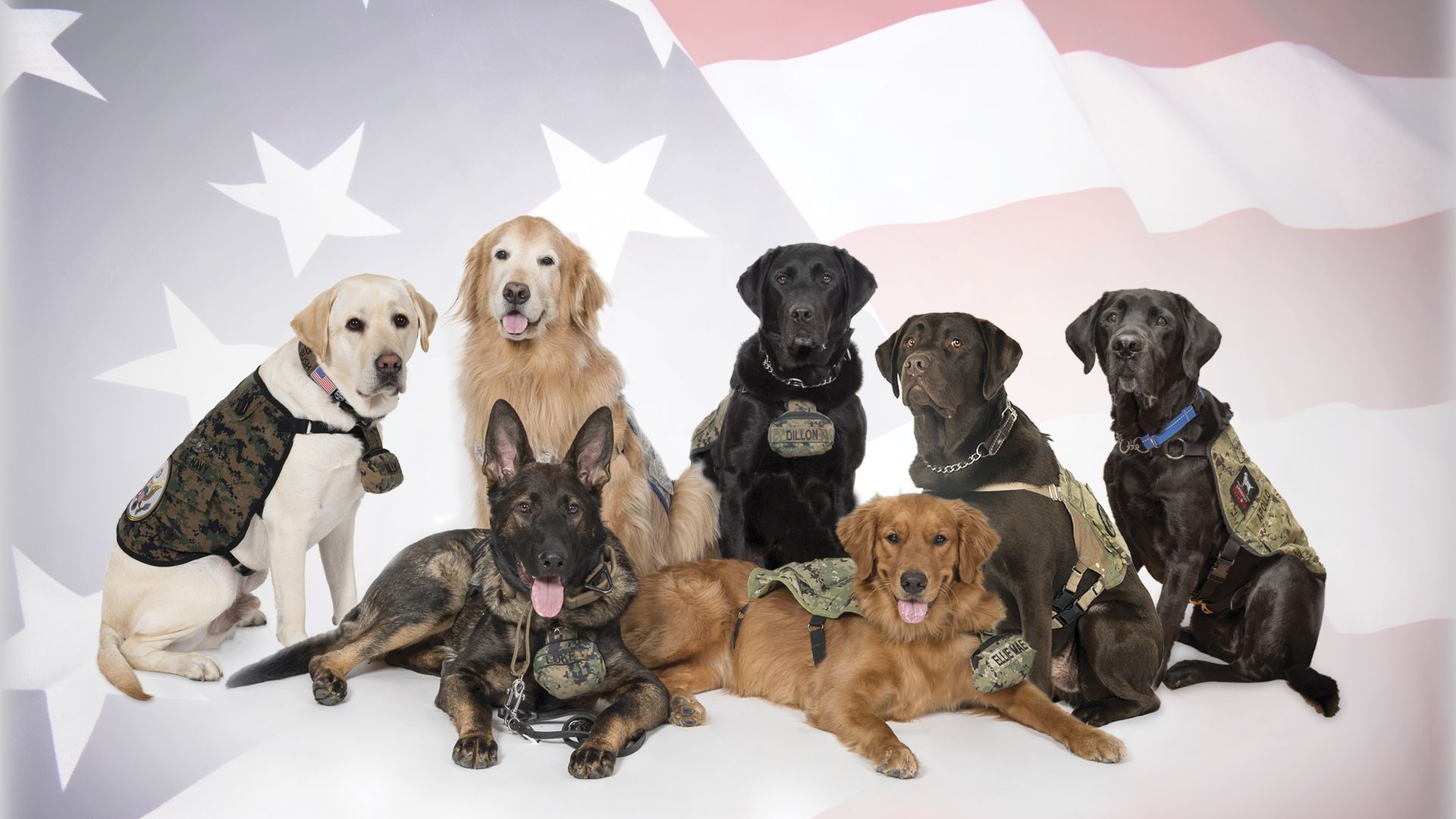 A group of seven dogs in military uniform who are part of the Walter Reed Bethesda Facility Dog Program