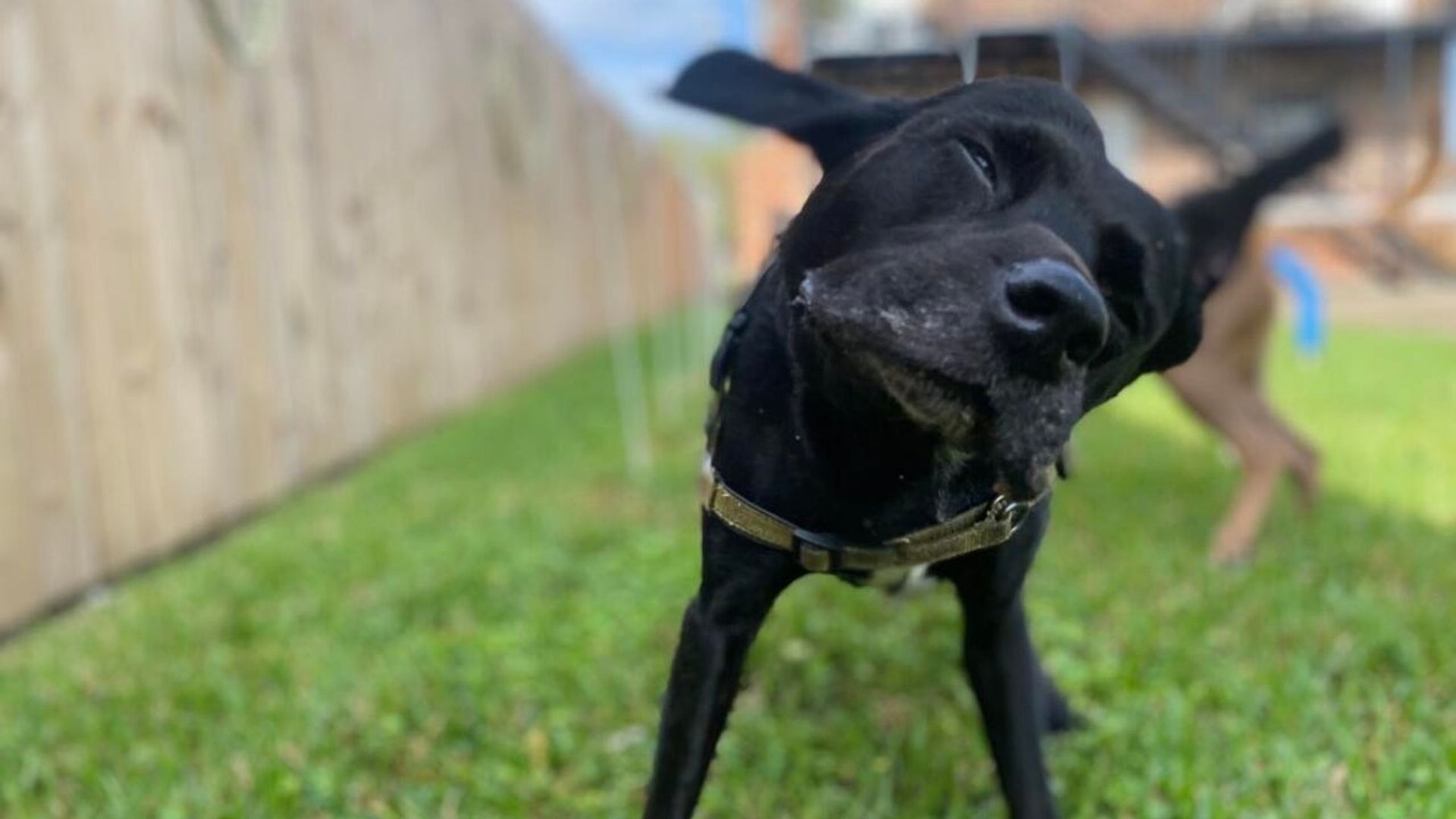 Photos shows a black dog playing in a grassy yard