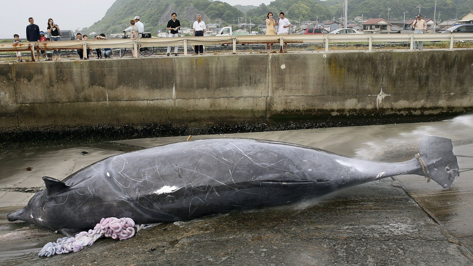 A beached whale that was hunted