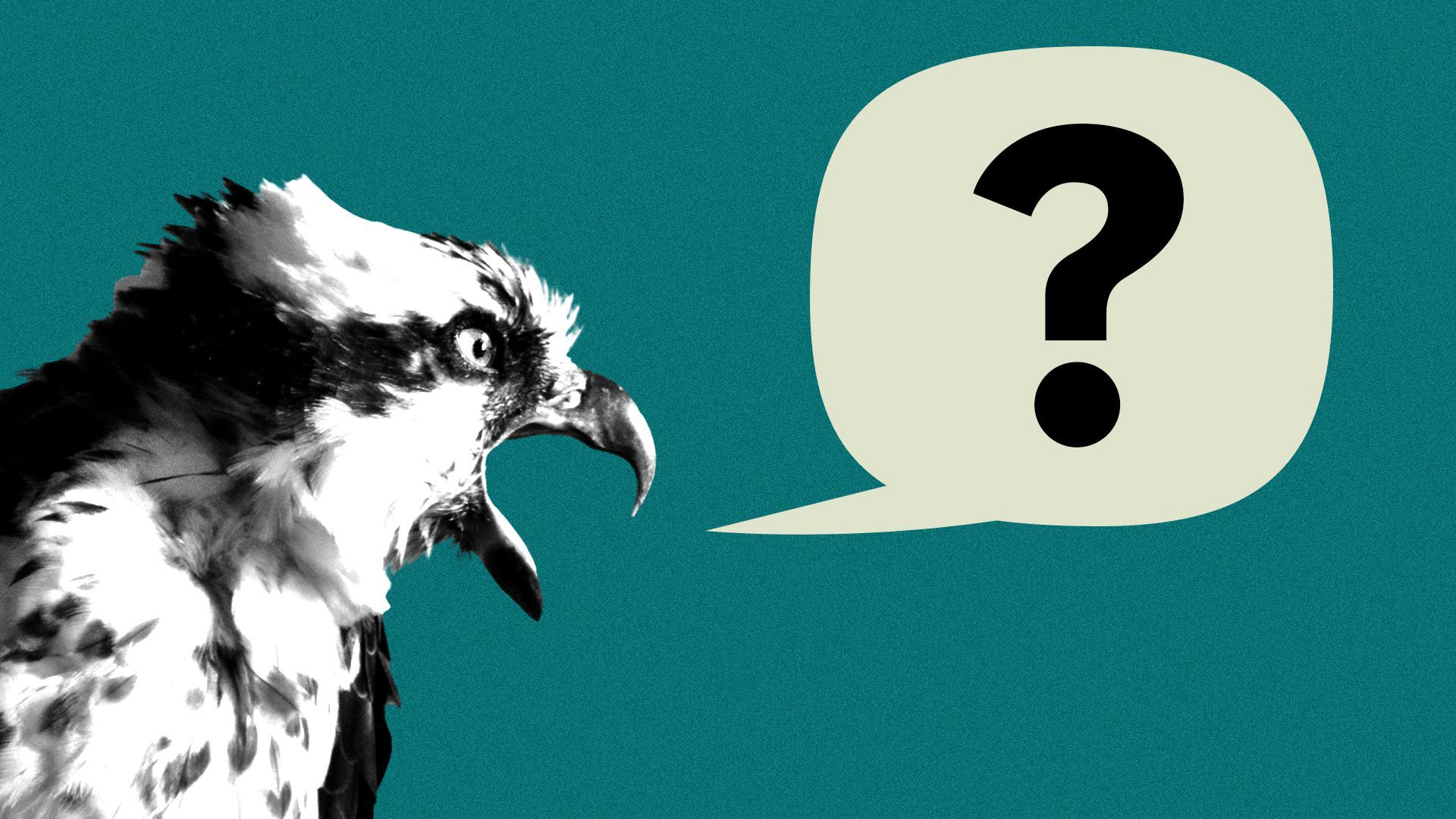 Illustration of an osprey with a word balloon with a question mark in it coming out of its mouth.