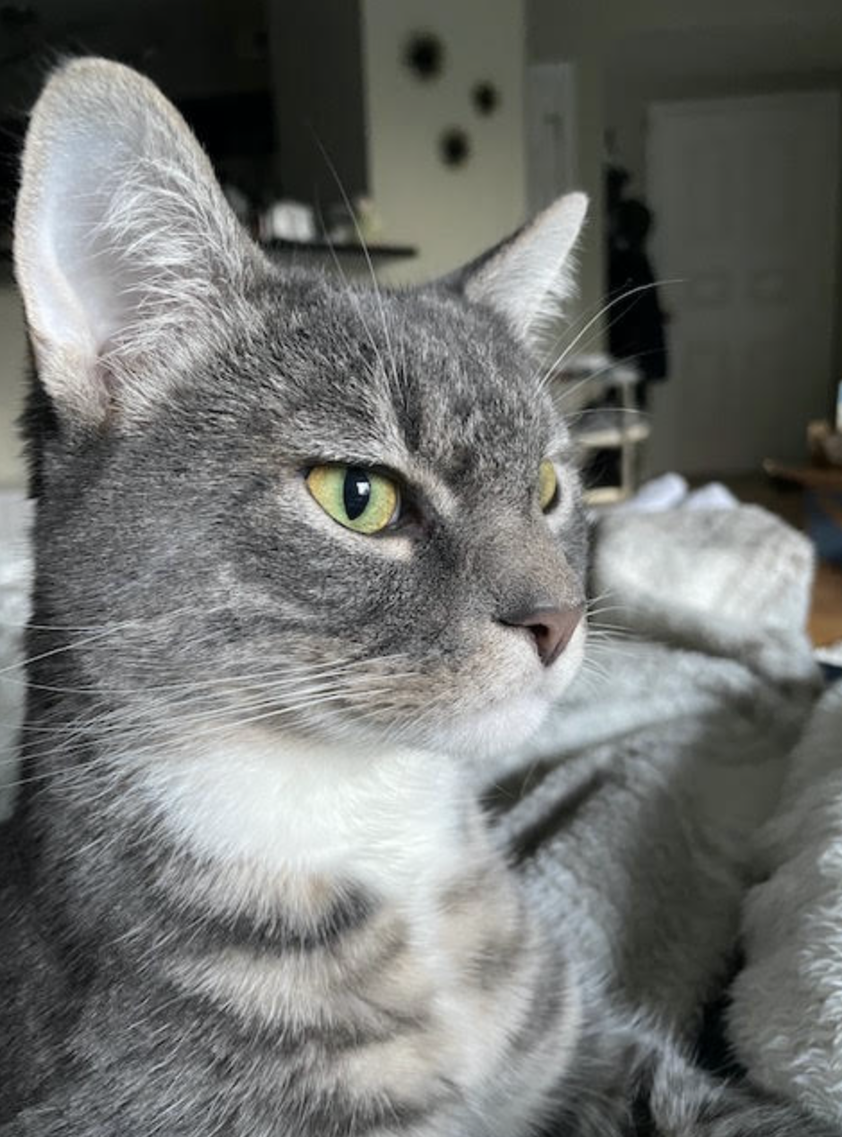 A close up of a grey cat.
