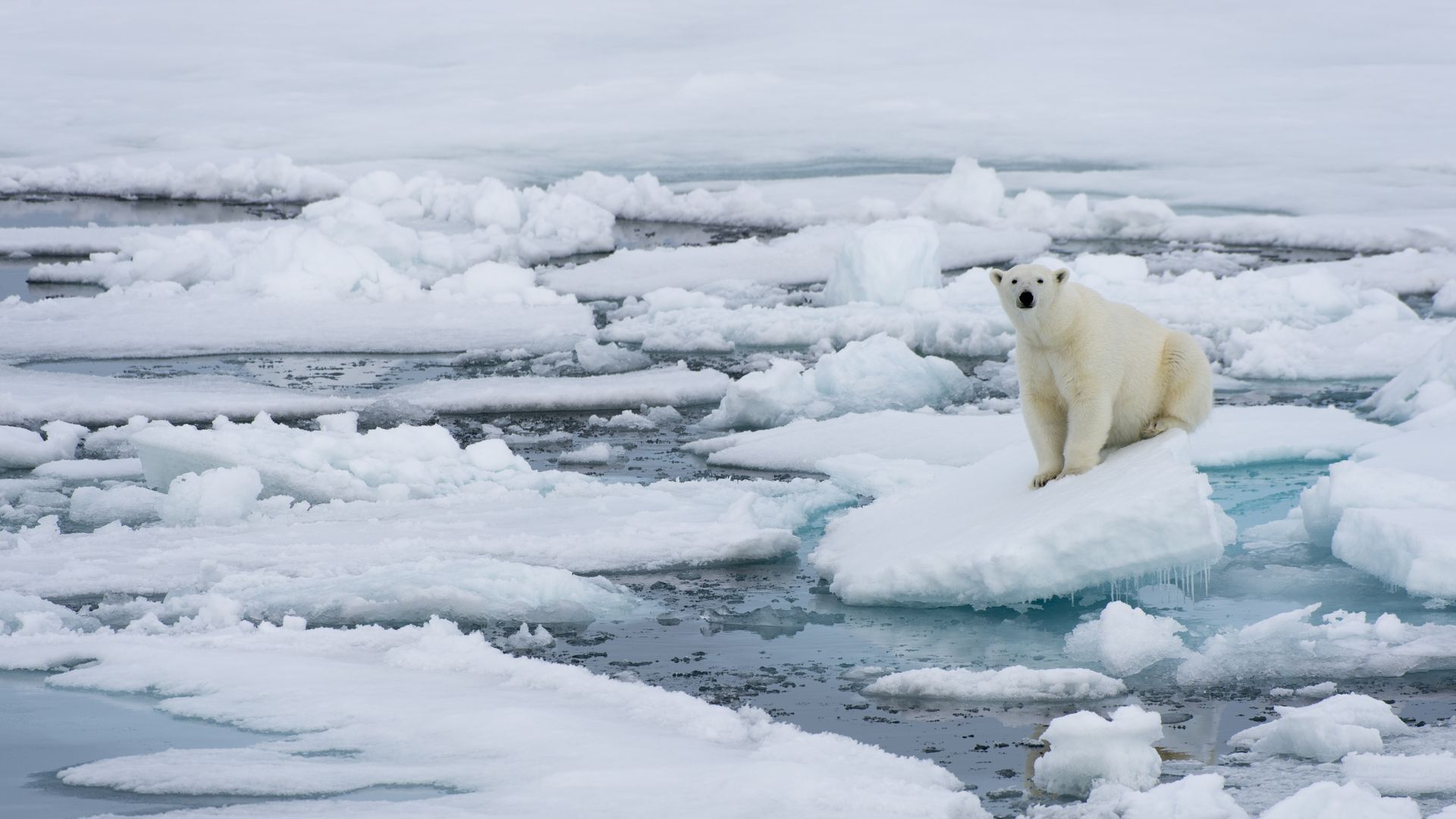 A polar bear on an ice flow.
