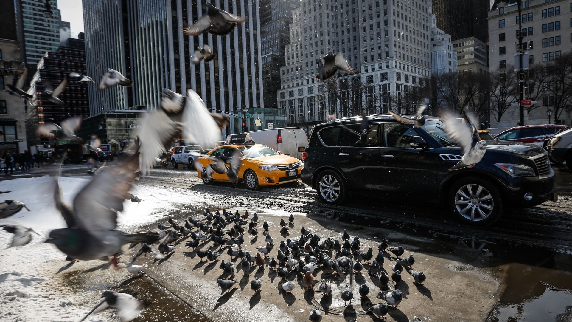 Pigeons, surrounded by snow, cluster on dry ground around a New York City storm drain to stay warm