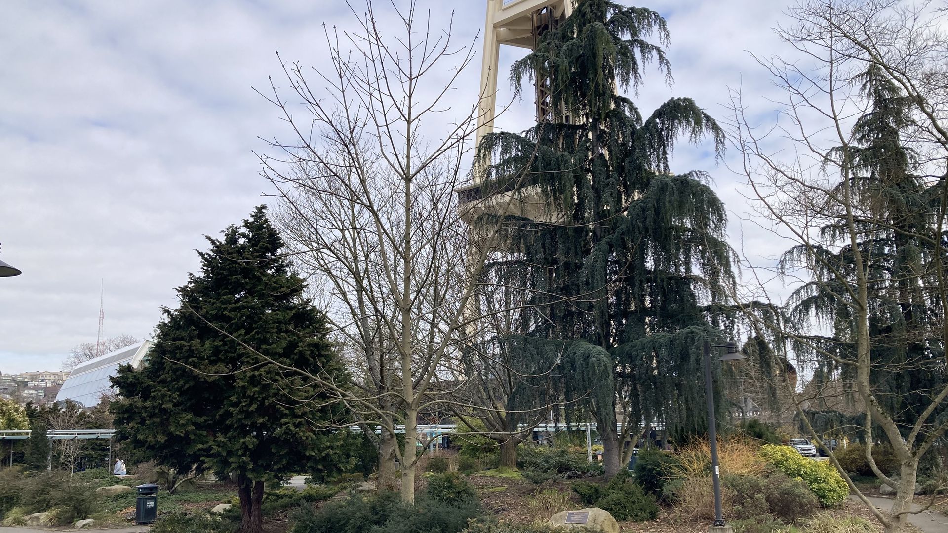 A bare-leaved tree near evergreens with the Seattle Space Needle legs in the background. 