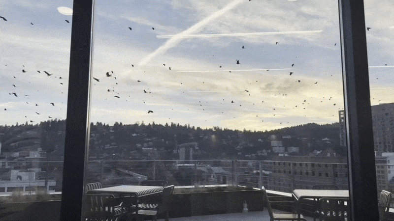 A moving images shows a downtown cityscape with hundreds of crows flying by at sundown.