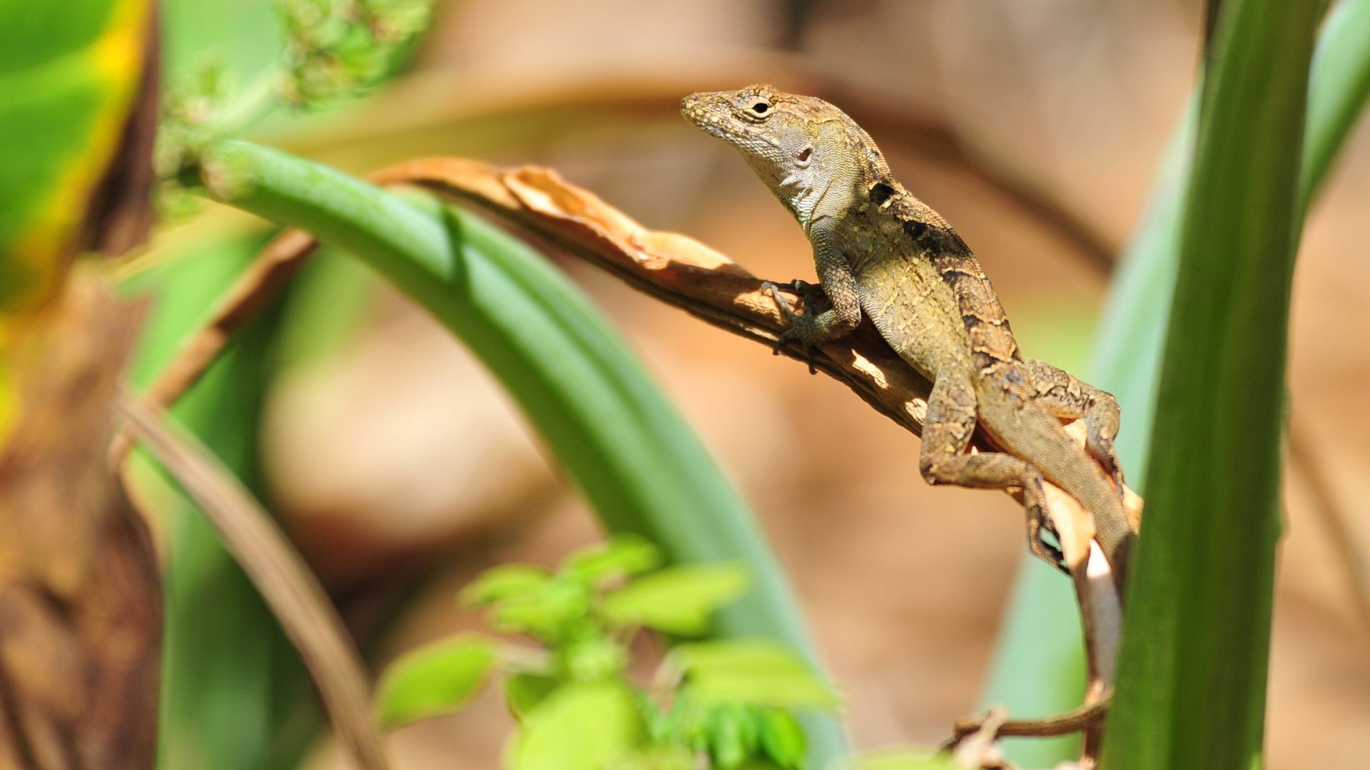 Brown anole lizard with dark markings resting on a dried leaf among green plants, blurred natural background in warm sunlight.