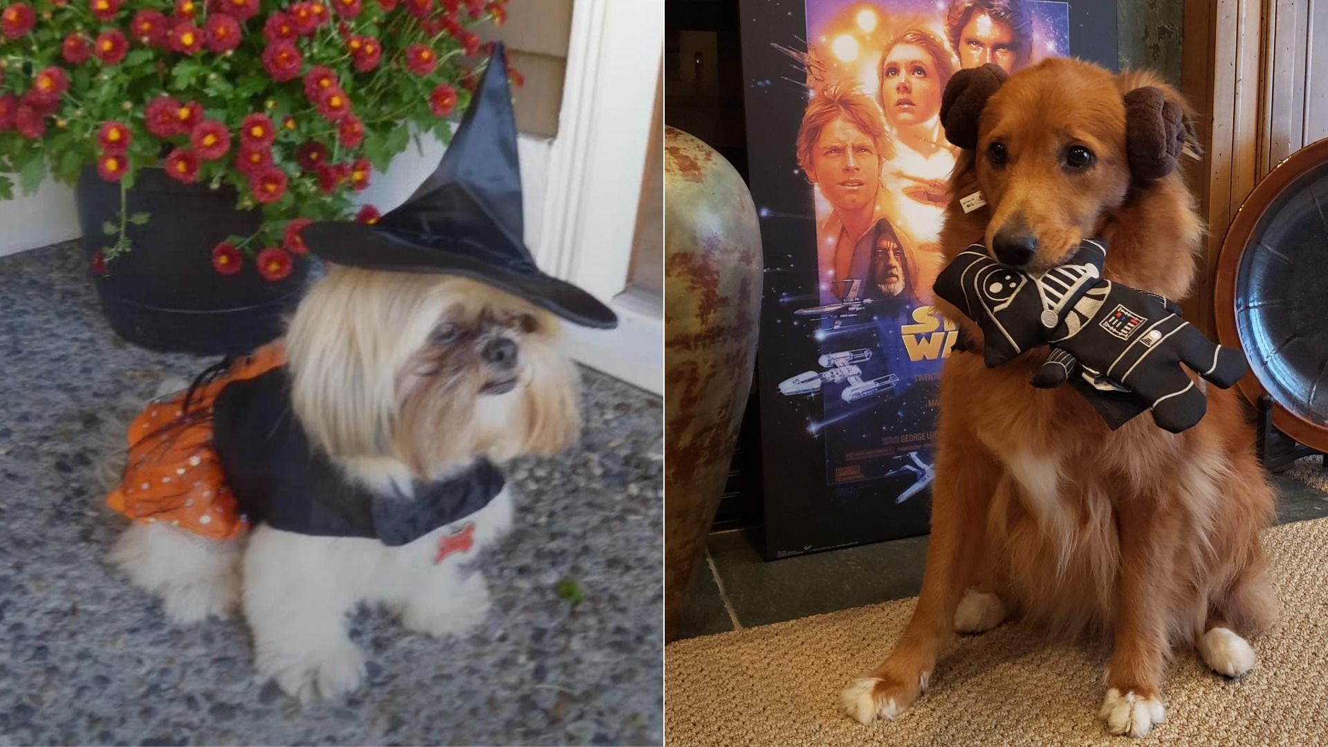 Two dogs in costumes: a small dog wearing an orange and black witch outfit with a pointy hat, and a larger brown dog with Princess Leia buns around their head, holding a Darth Vader plush toy.