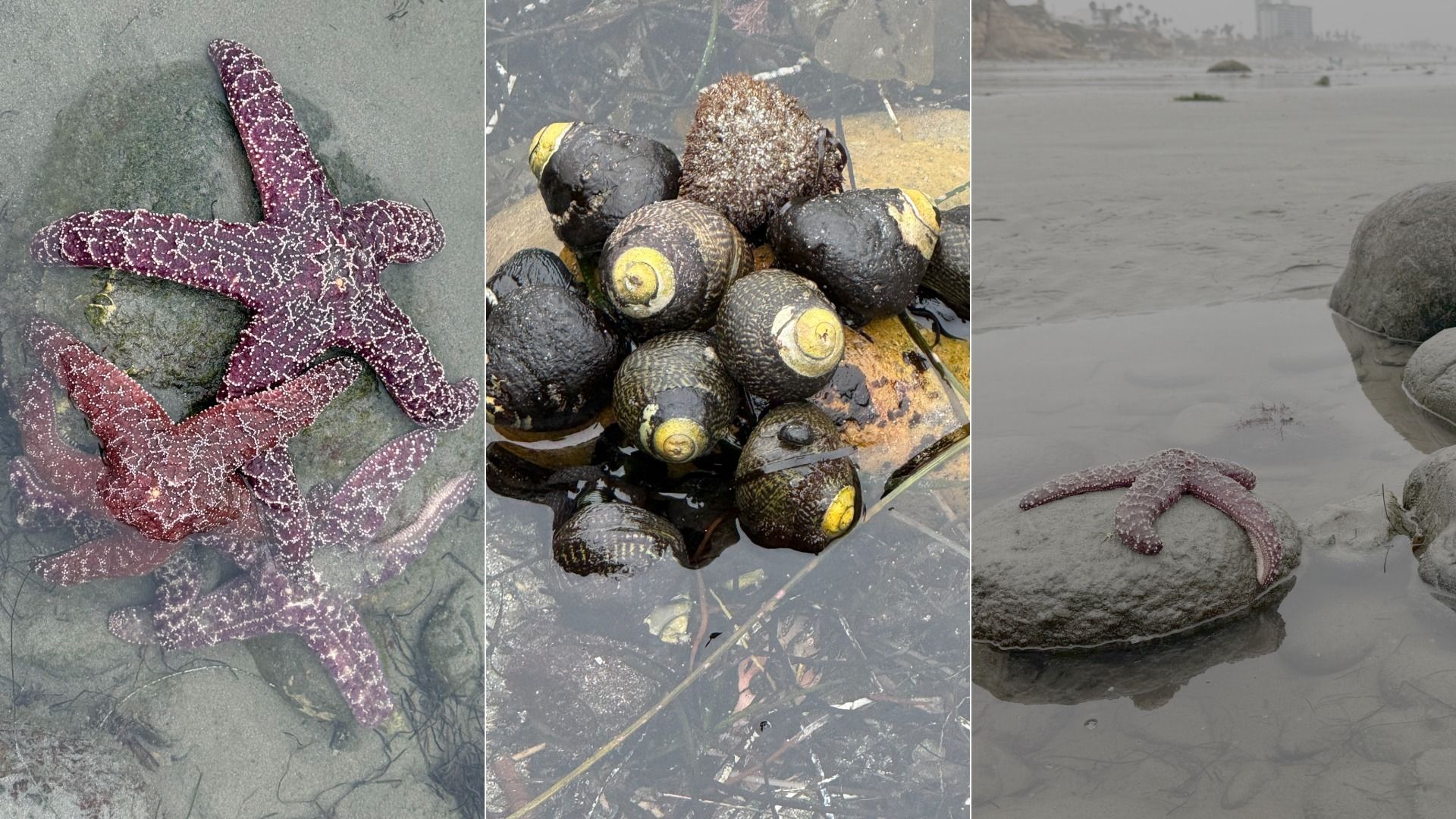 Triptych of beach finds: left a purple speckled starfish on rock; center a pile of dark shells with yellow spirals; right a gray wet shore with a starfish near rocks and distant city.
