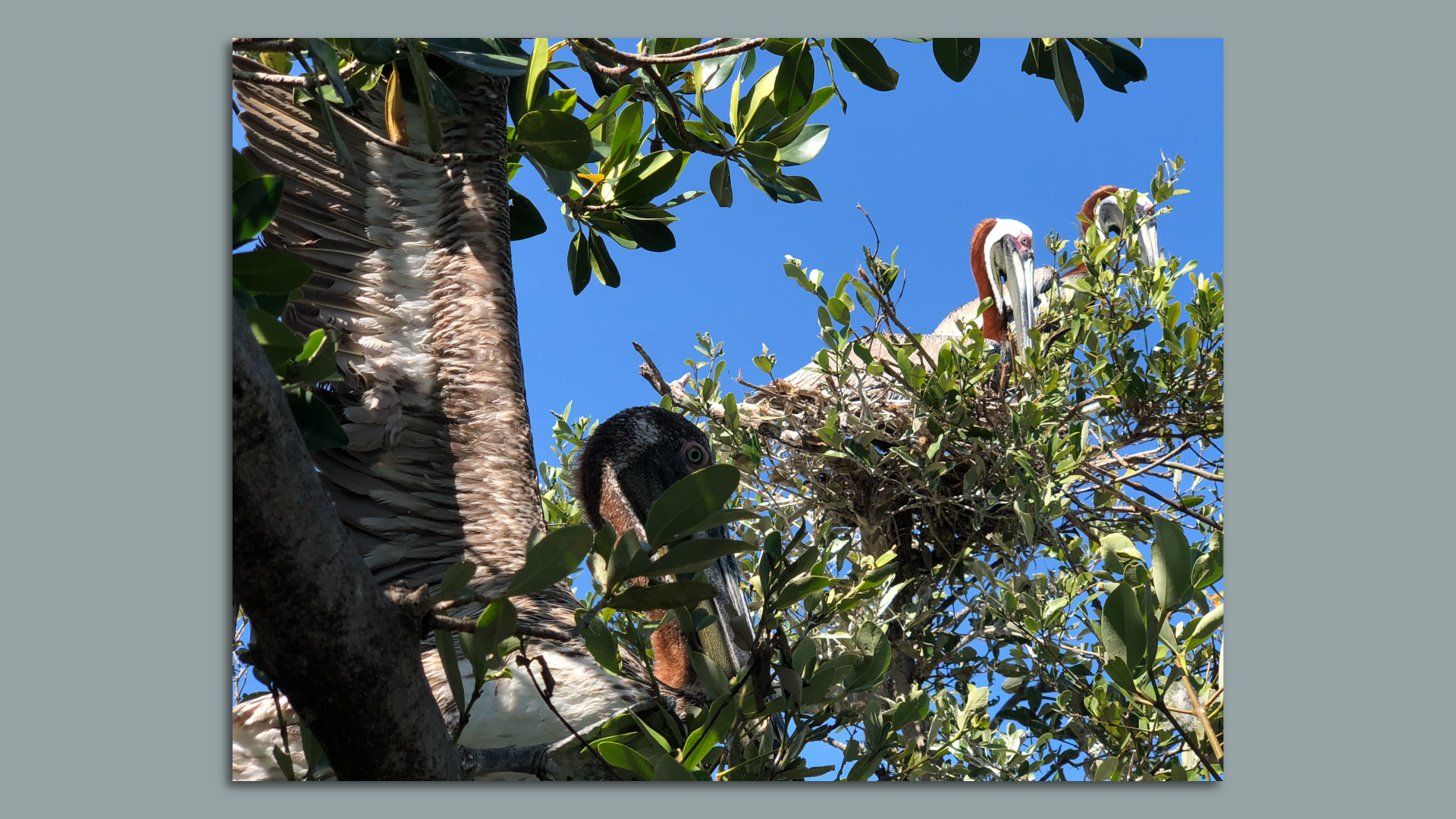 Birds sitting in a tree. 