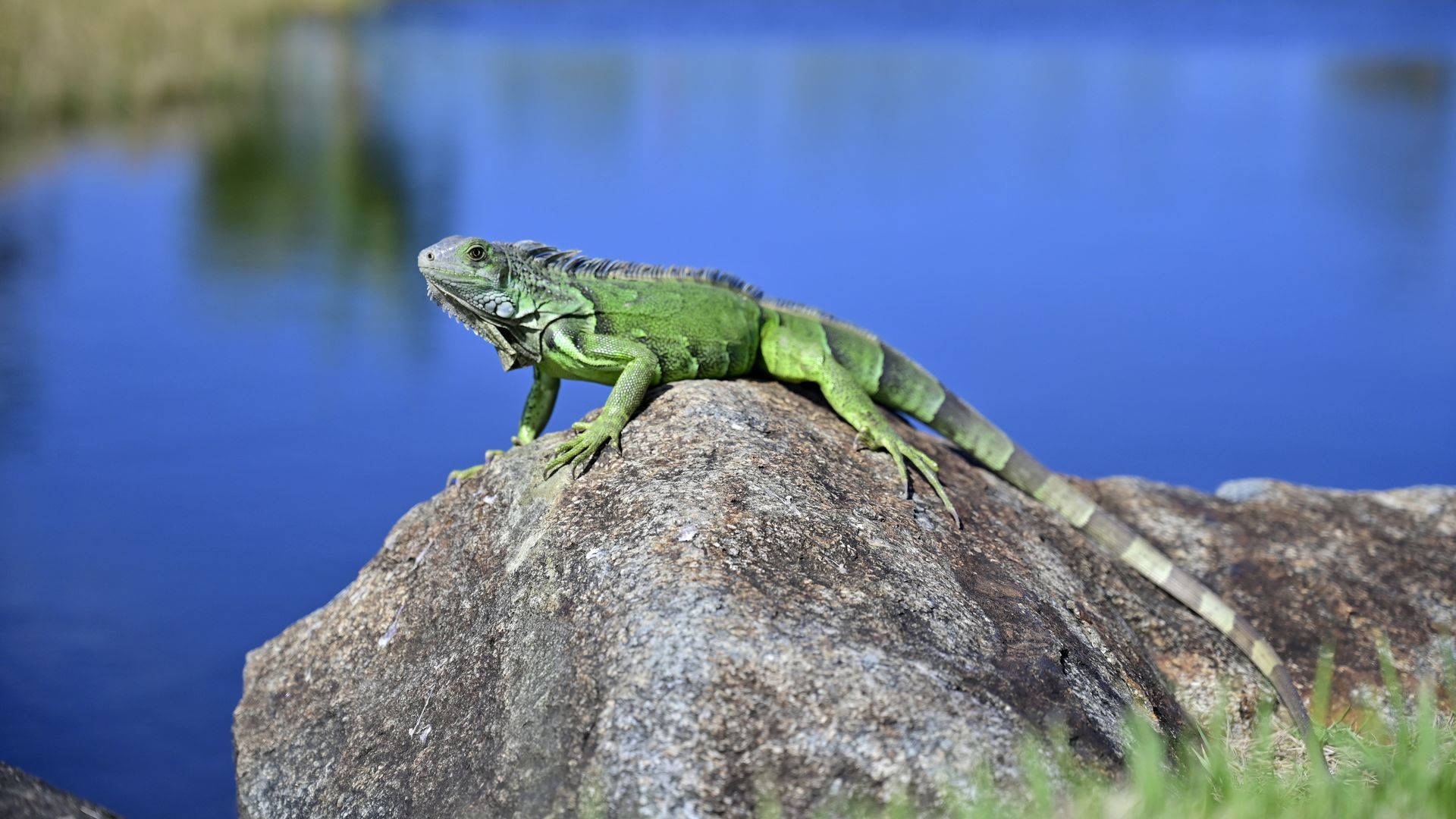 An iguana on a rock.