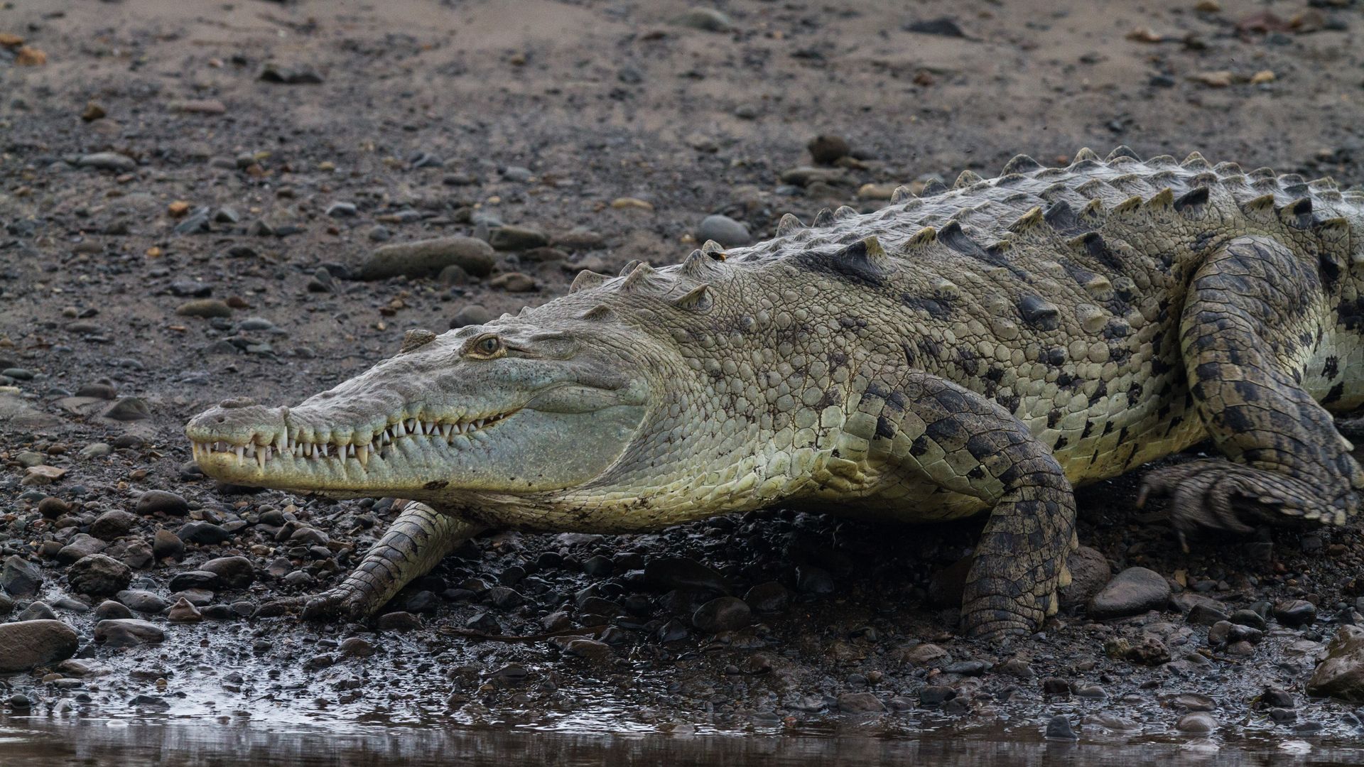 American crocodile