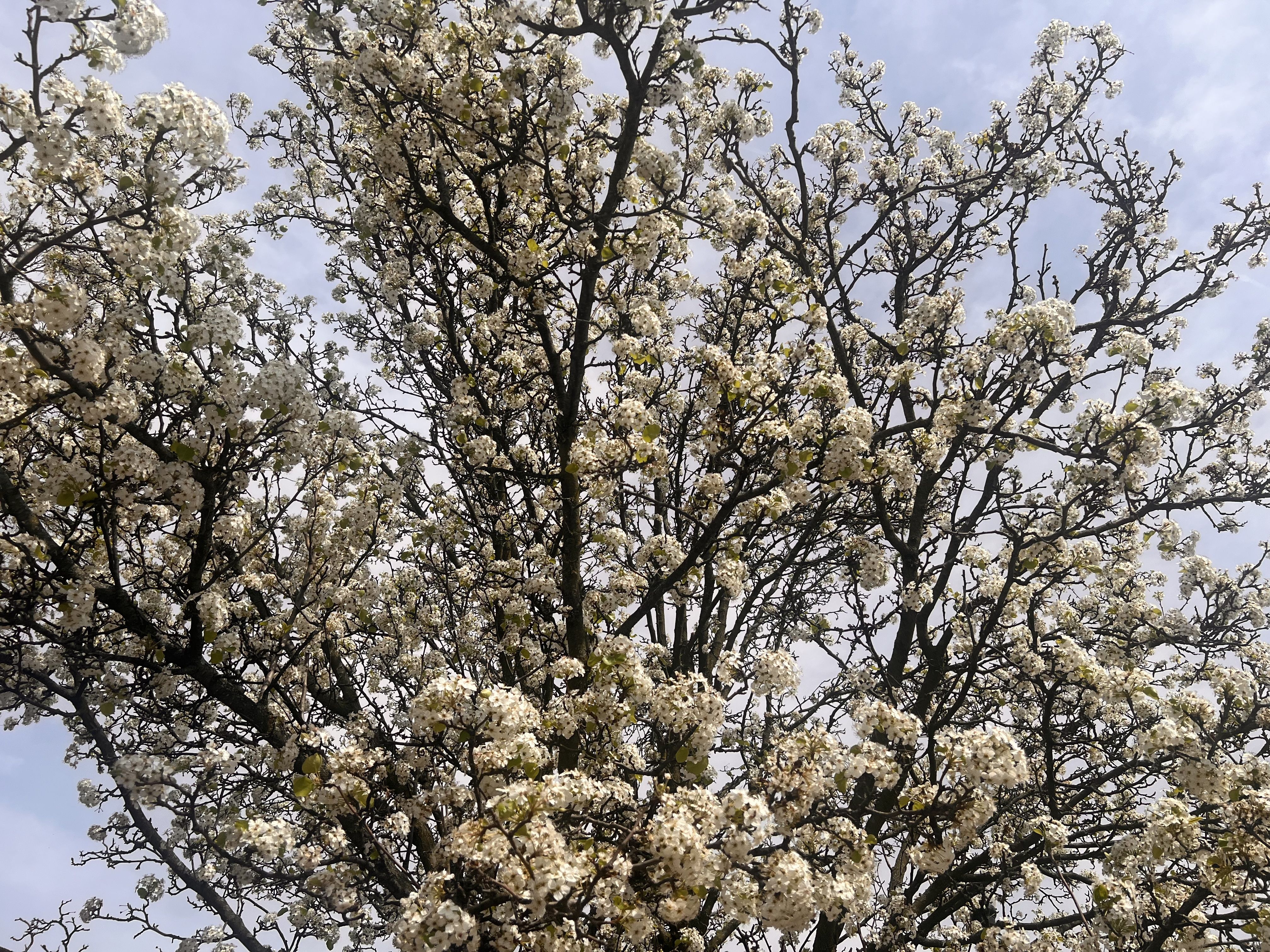 A flowering tree in full bloom with dense clusters of white blossoms on dark branches against a pale blue sky.