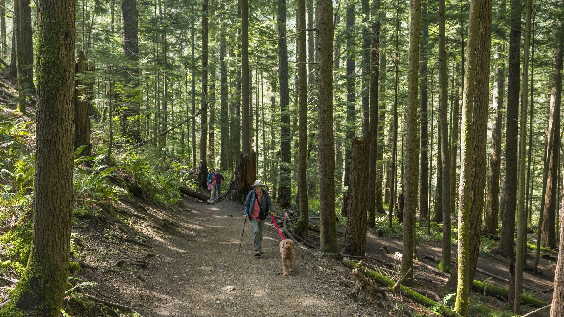 People walk along a hiking trail surrounded by tall evergreens in Washington state.
