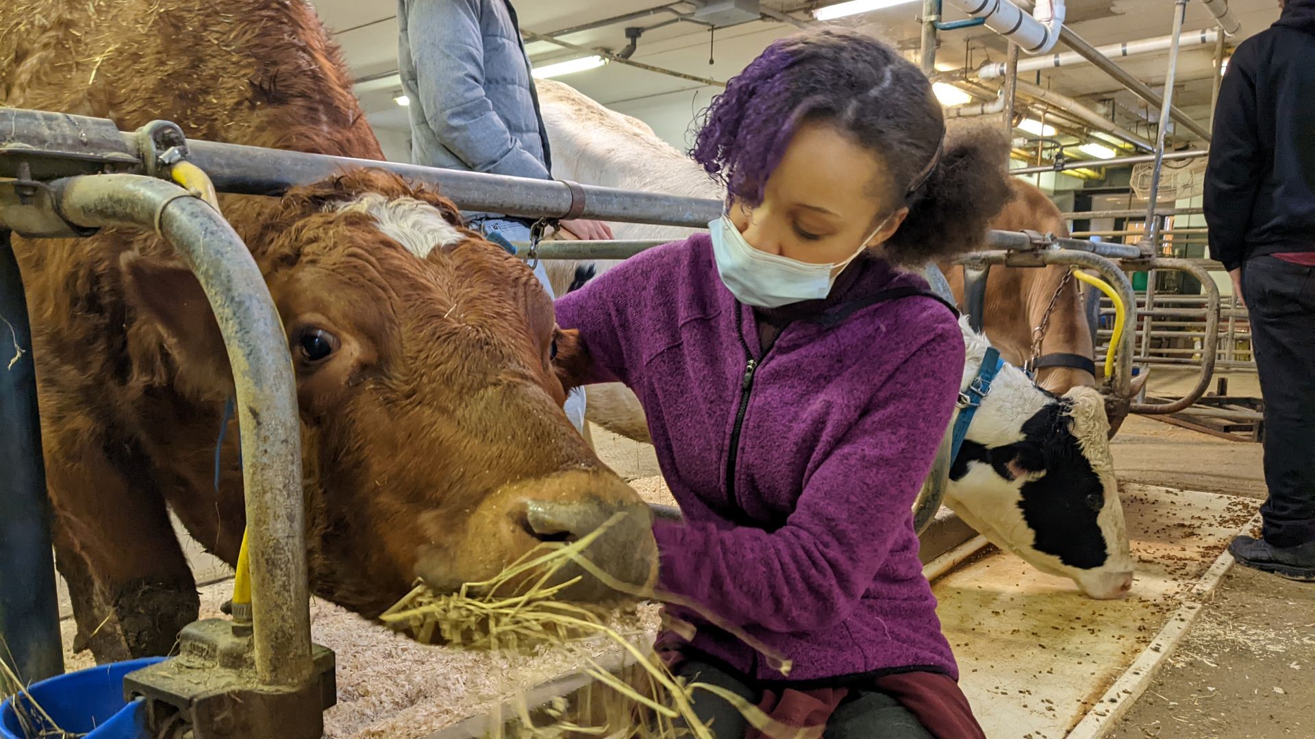 Tamia Grimes, a 17-year-old, stands beside a cow