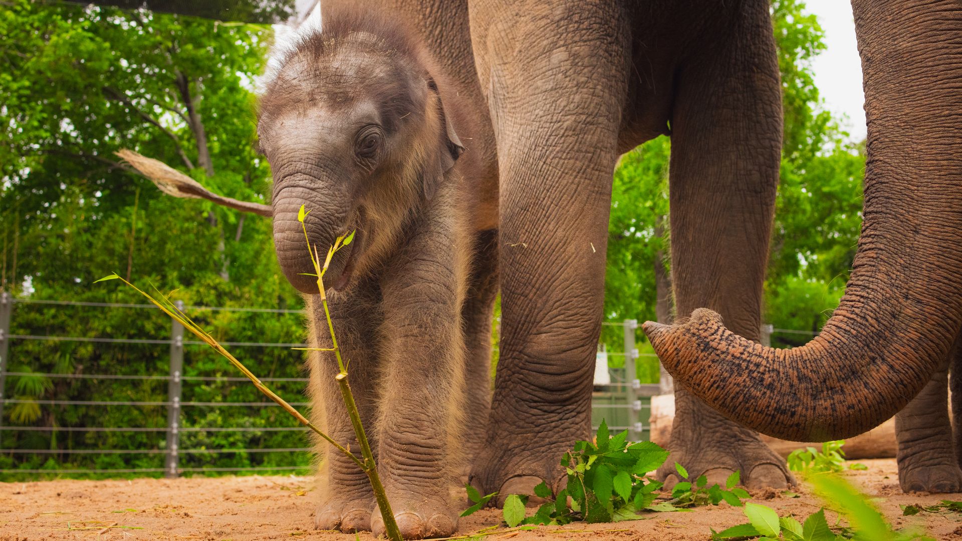 An Asian elephant calf stands under his mother