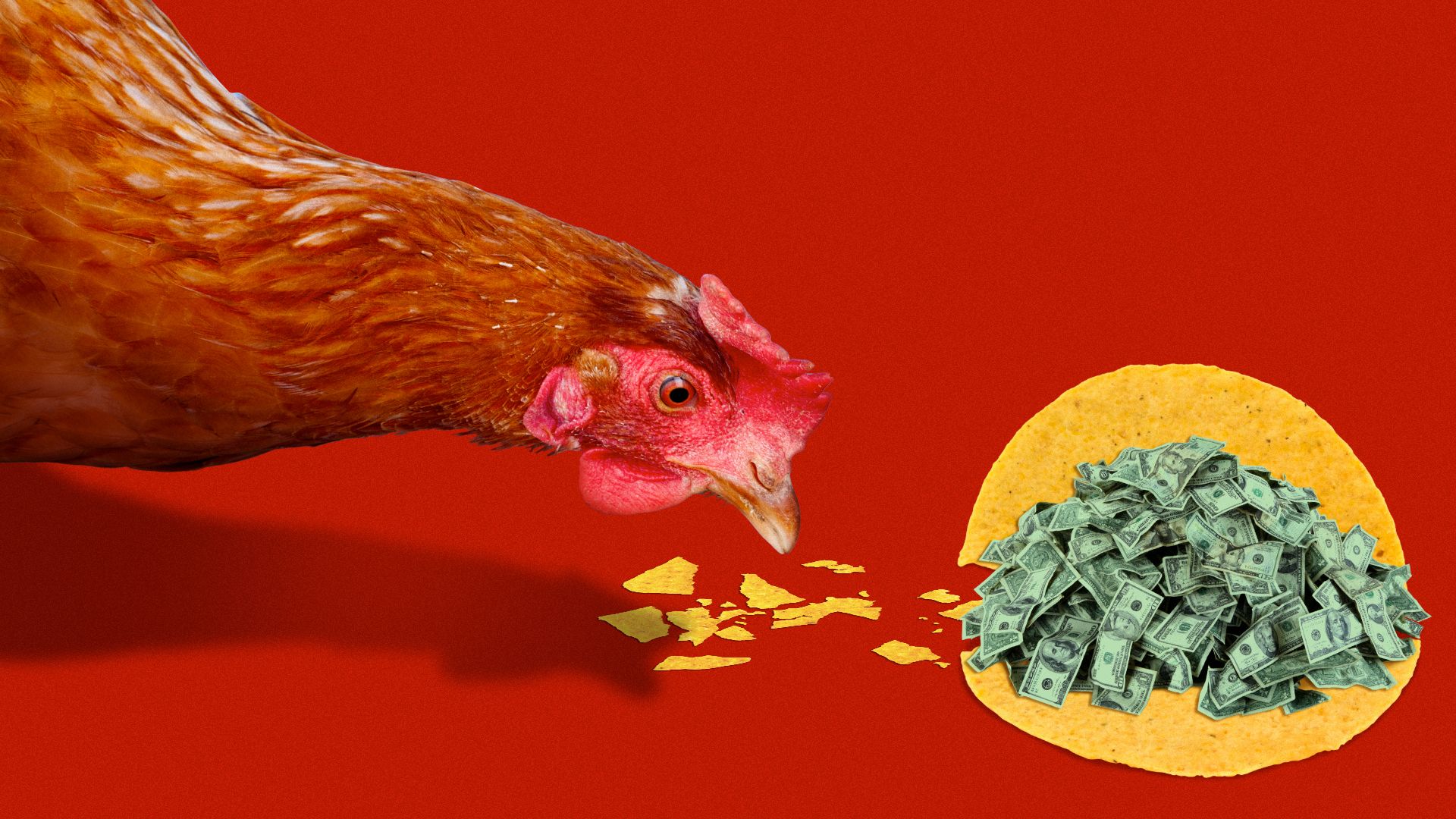 Illustration of a chicken pecking a taco full of money apart.