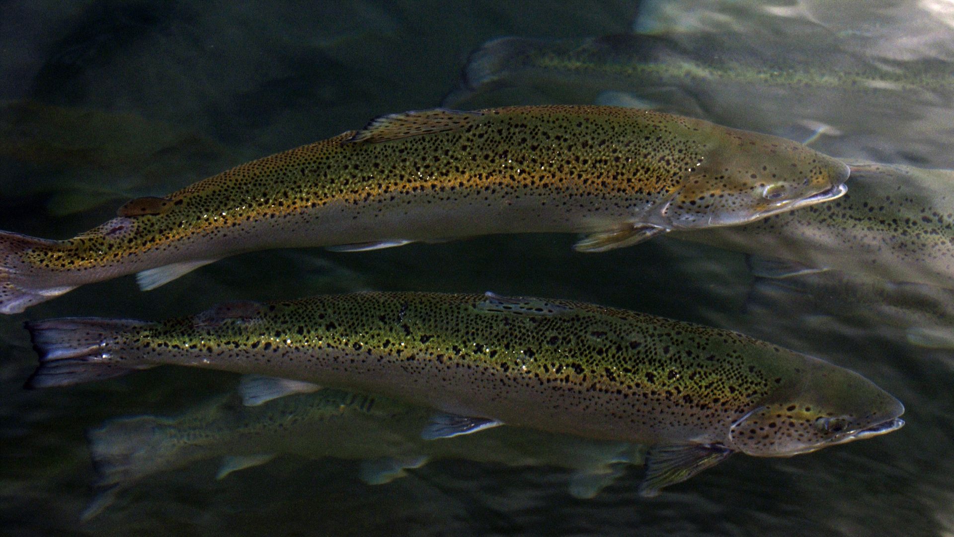 A photo of salmon swimming in a river.