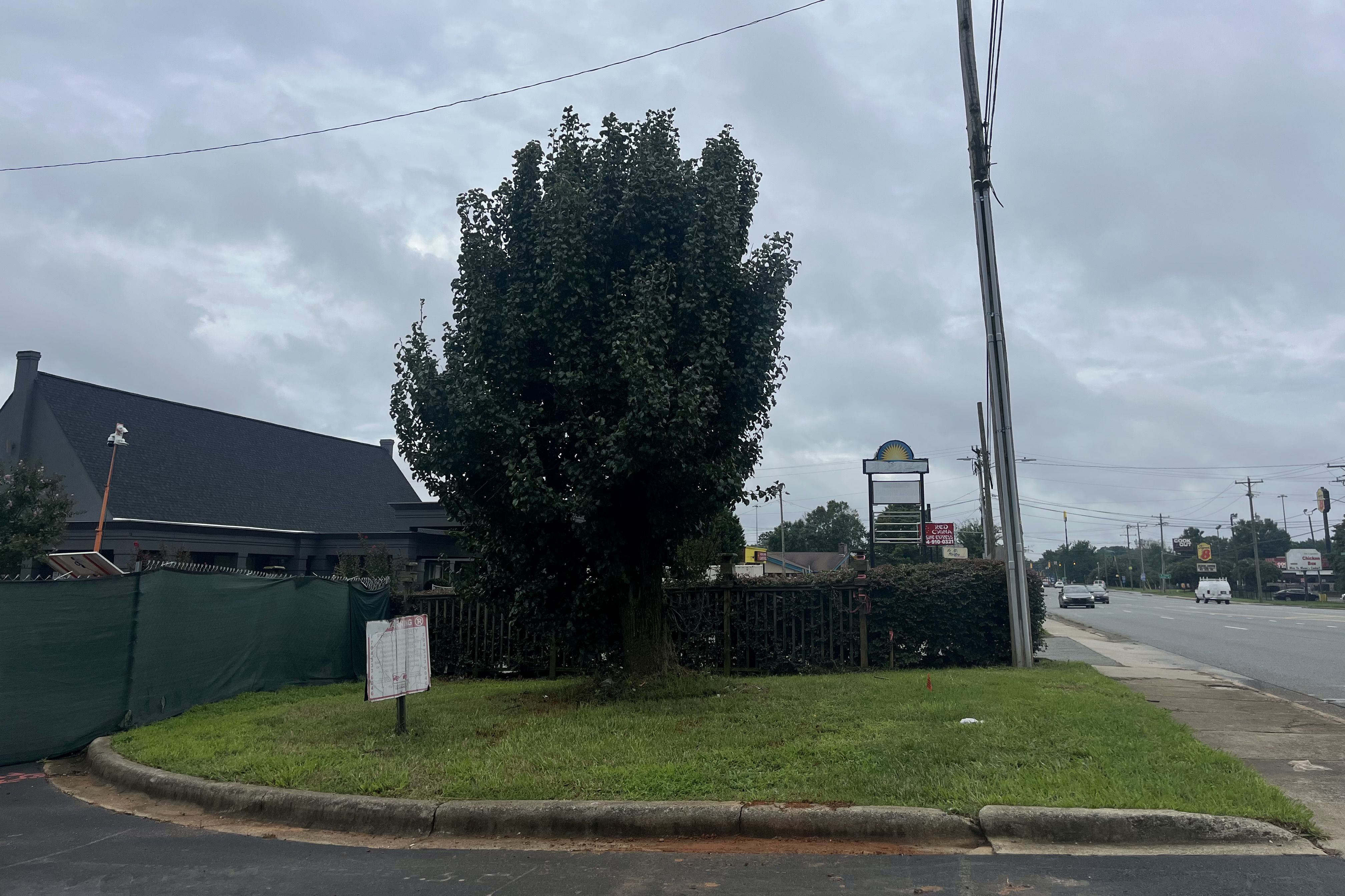 Tree with dense green leaves in grassy curb area near road and pavement under cloudy gray sky, with buildings, signs, and cars in the background.